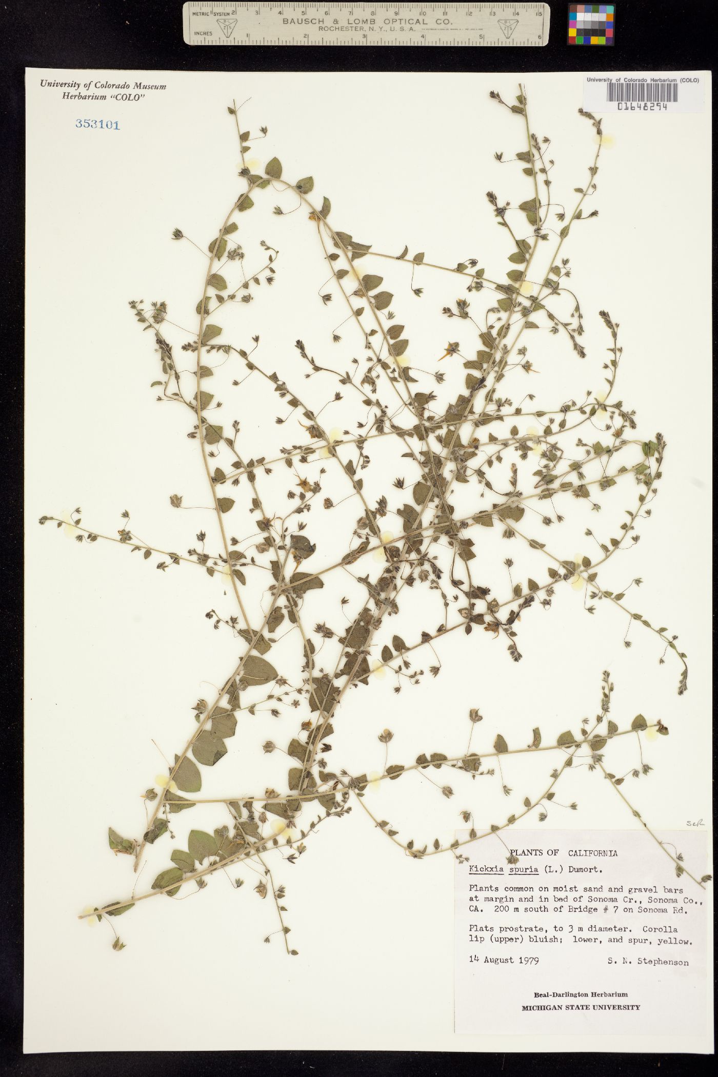 Kickxia spuria image