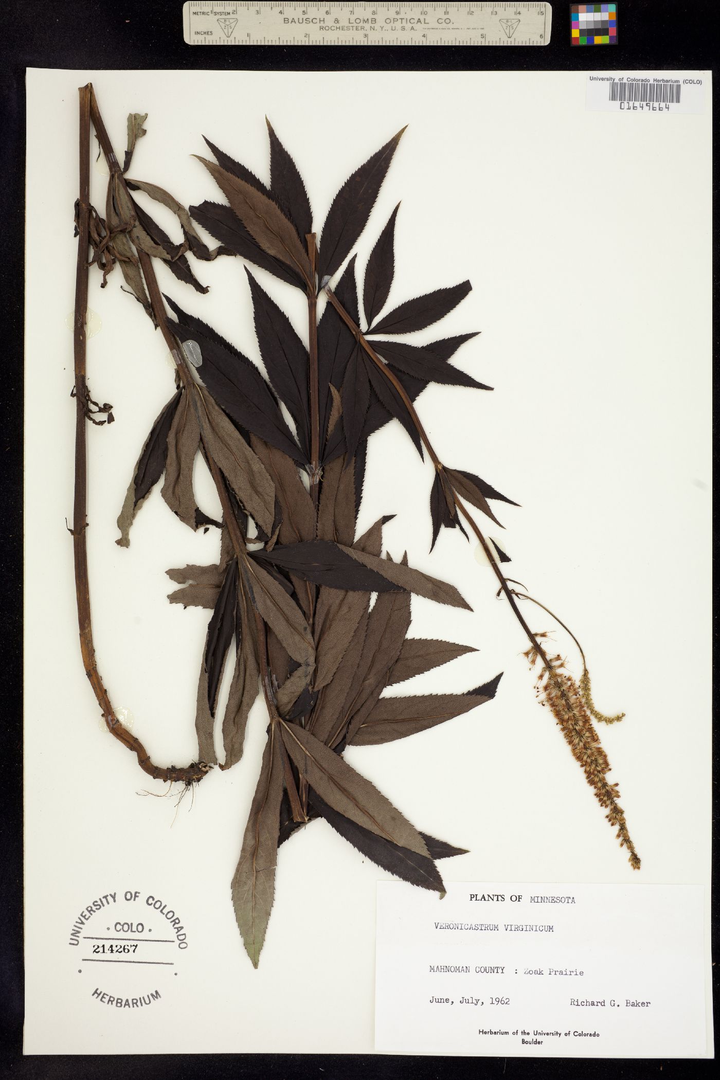 Veronicastrum virginicum image