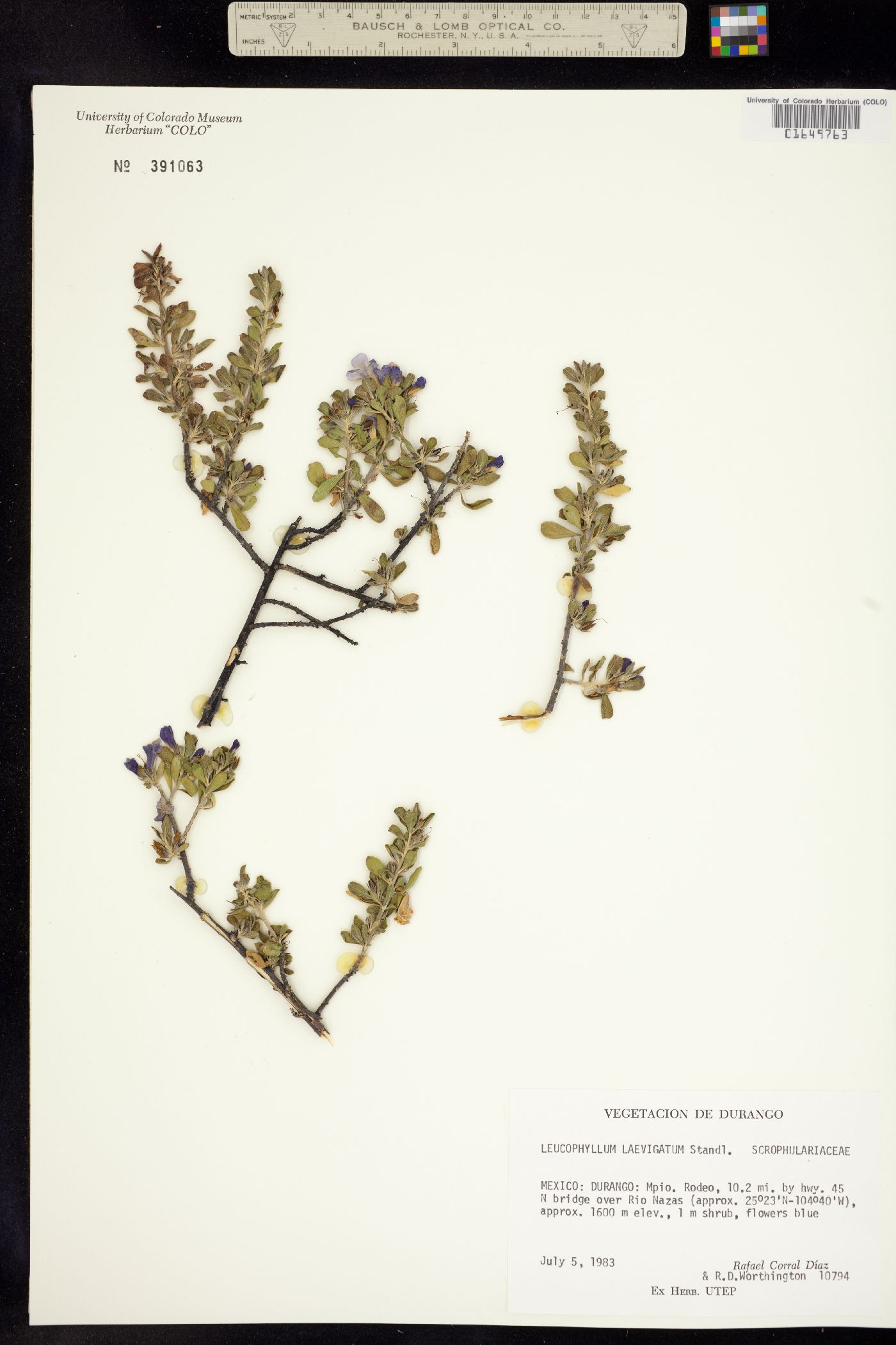Leucophyllum laevigatum image