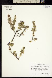 Leucophyllum laevigatum image