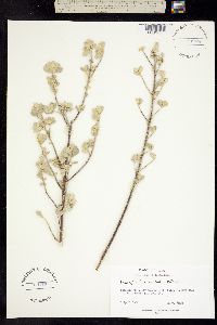 Image of Leucophyllum frutescens