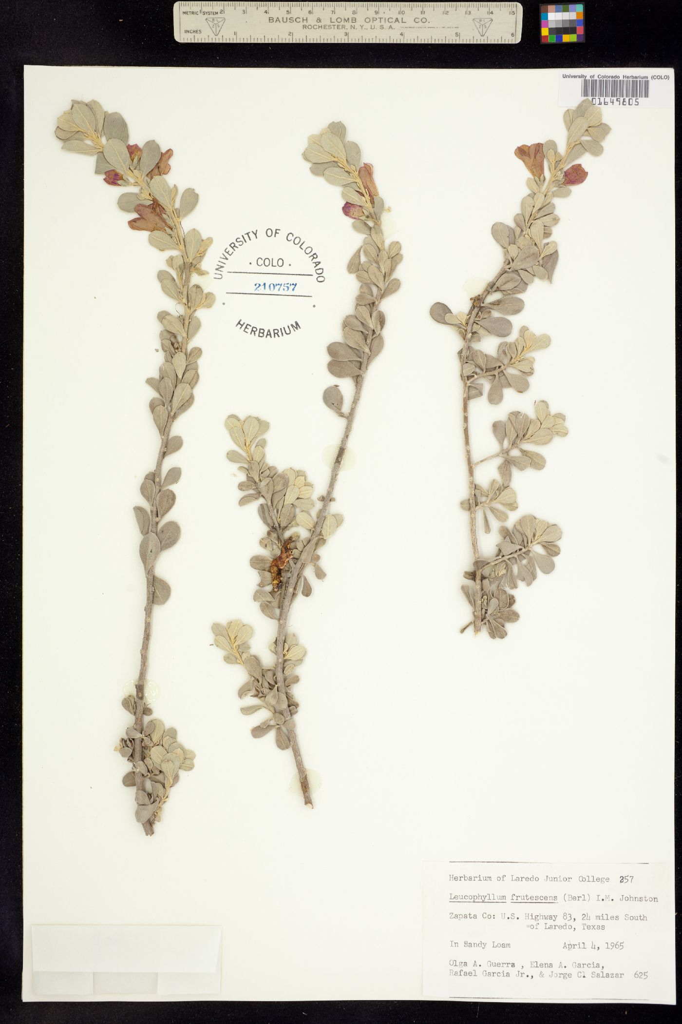 Leucophyllum image