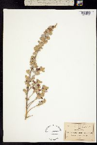 Leucophyllum ambiguum image