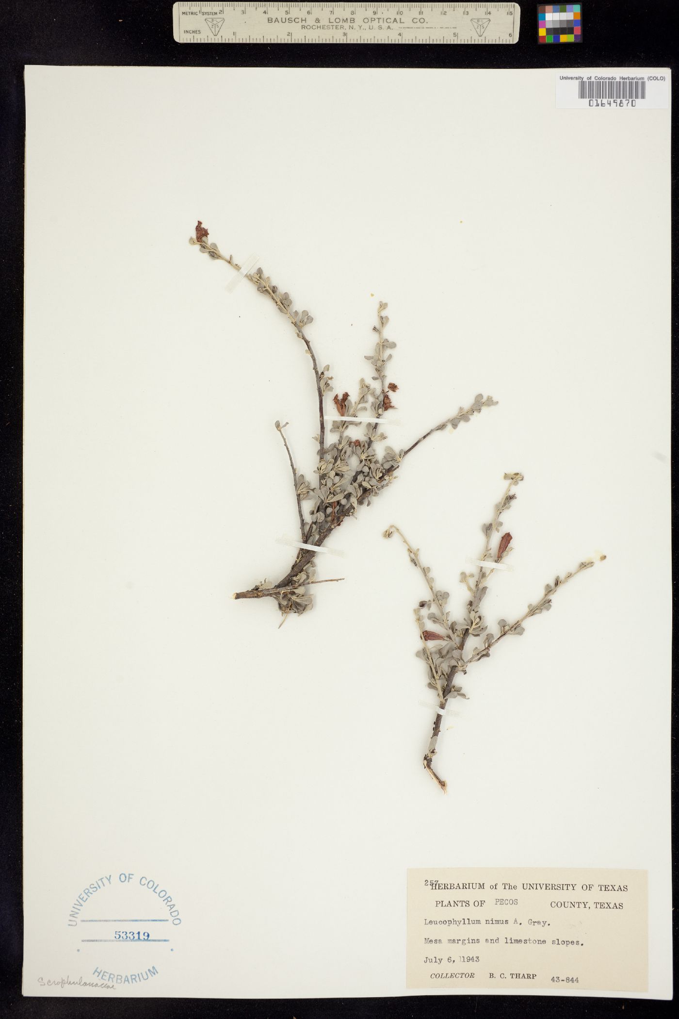 Leucophyllum image