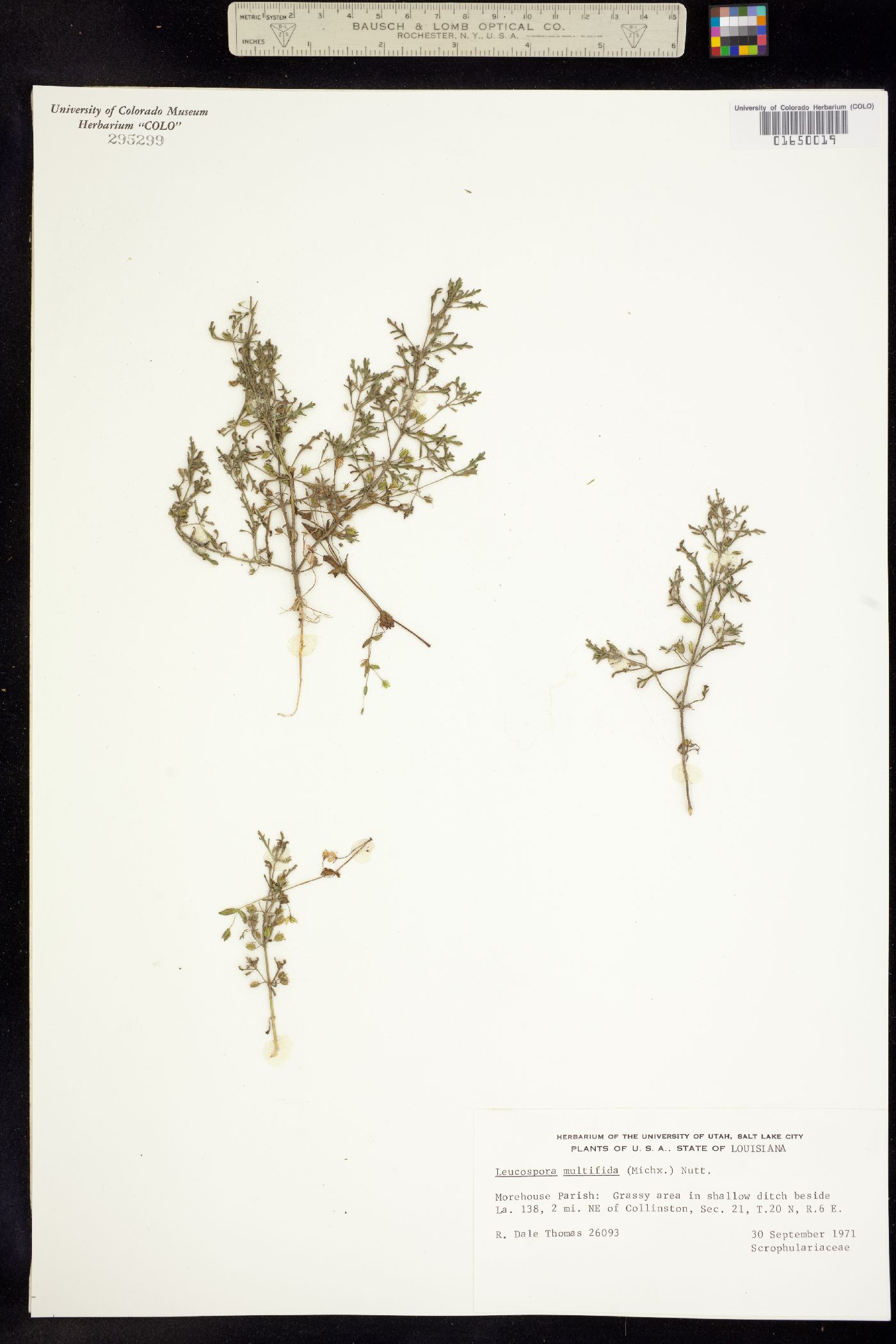 Leucospora multifida image