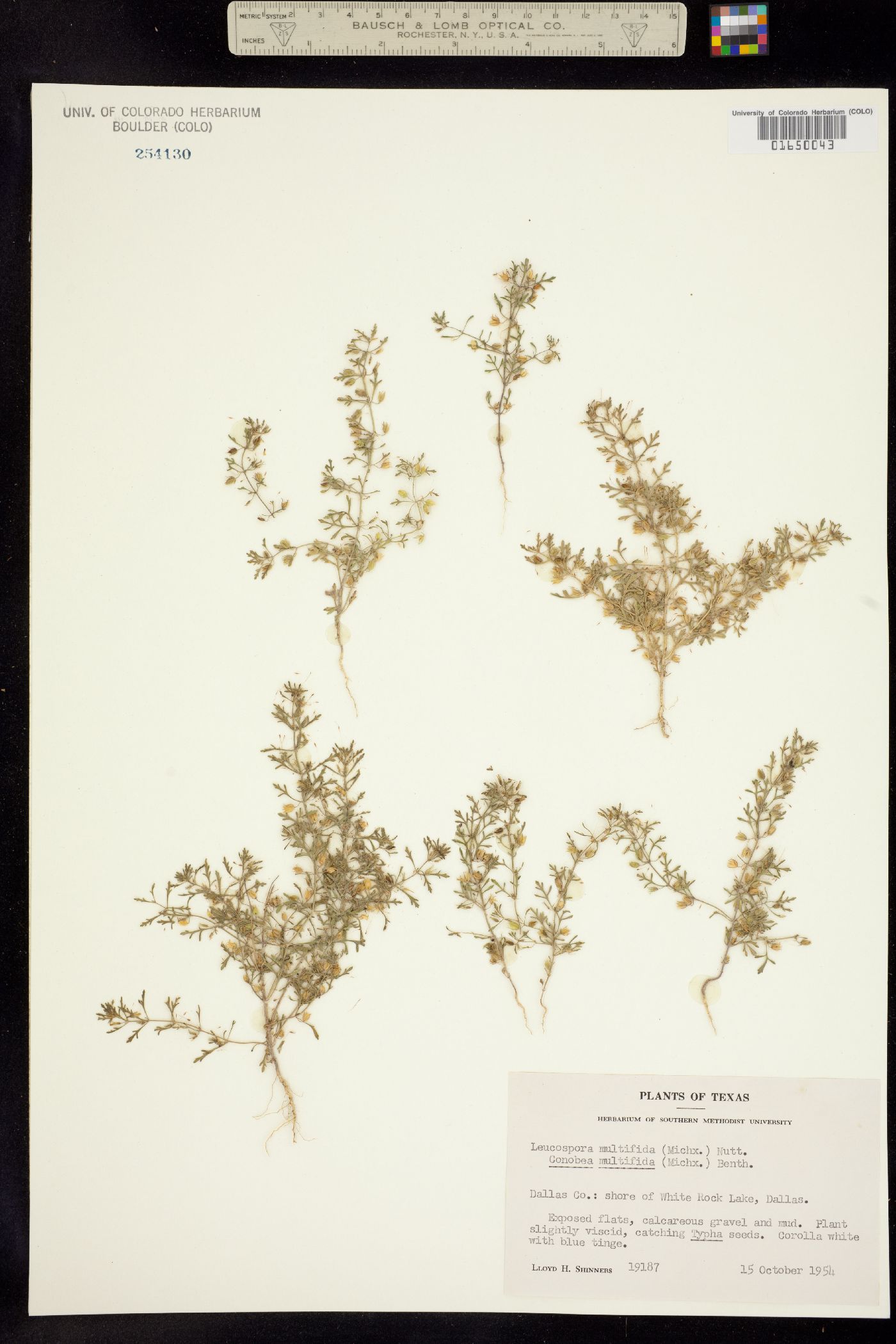 Leucospora multifida image