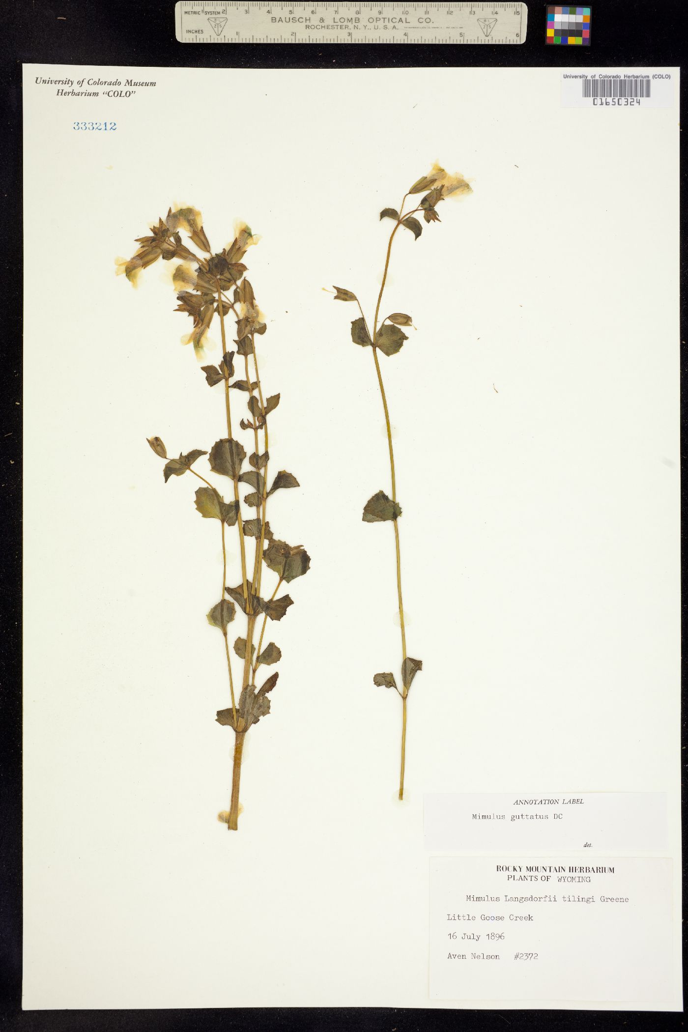 Mimulus guttatus image