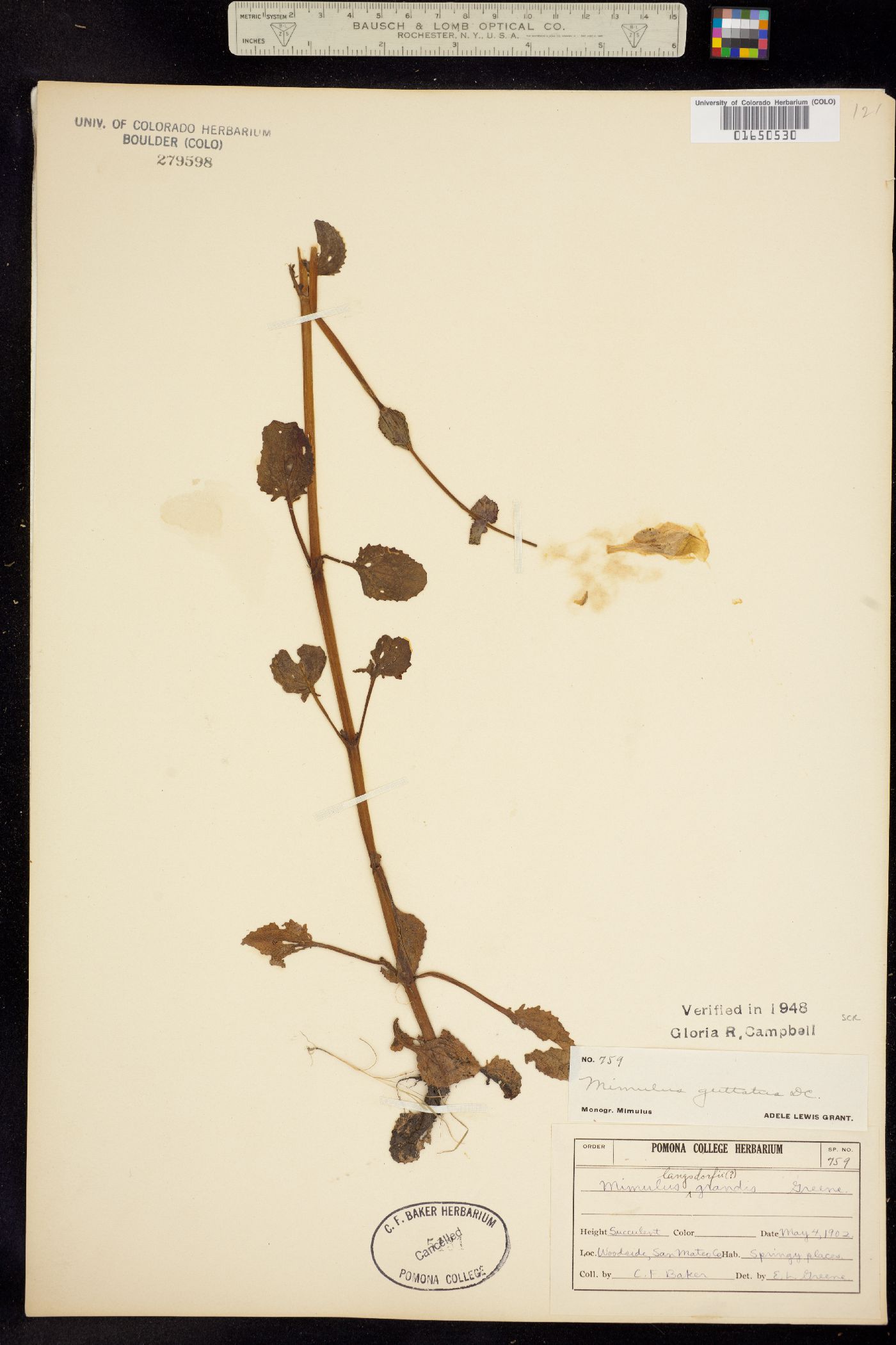 Mimulus guttatus image