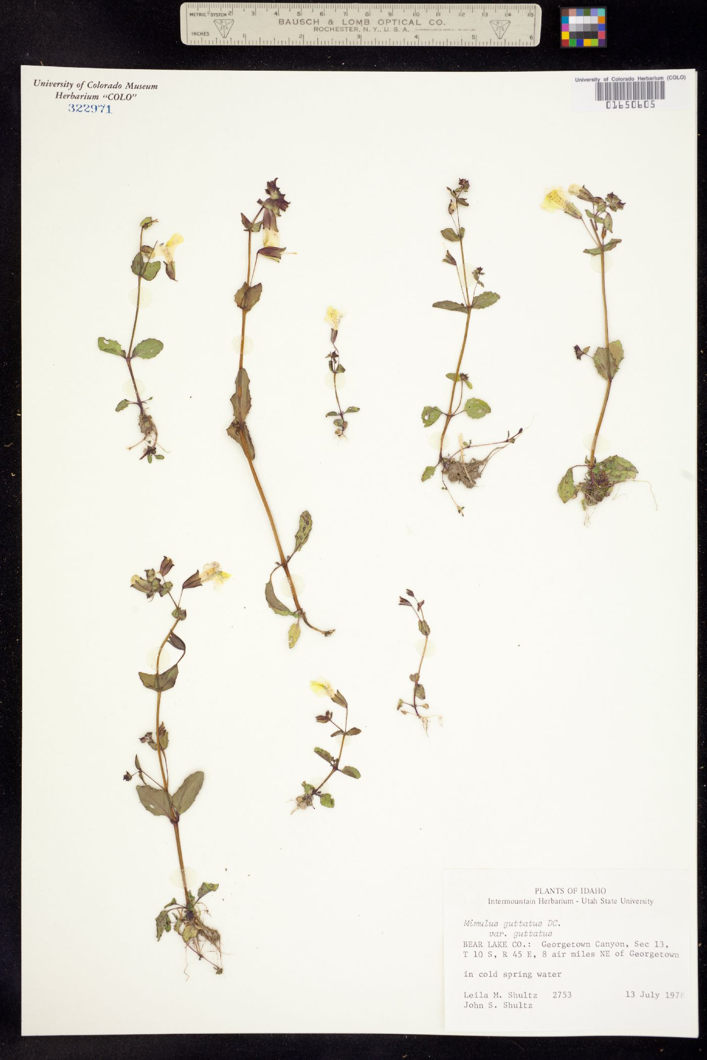 Mimulus guttatus image