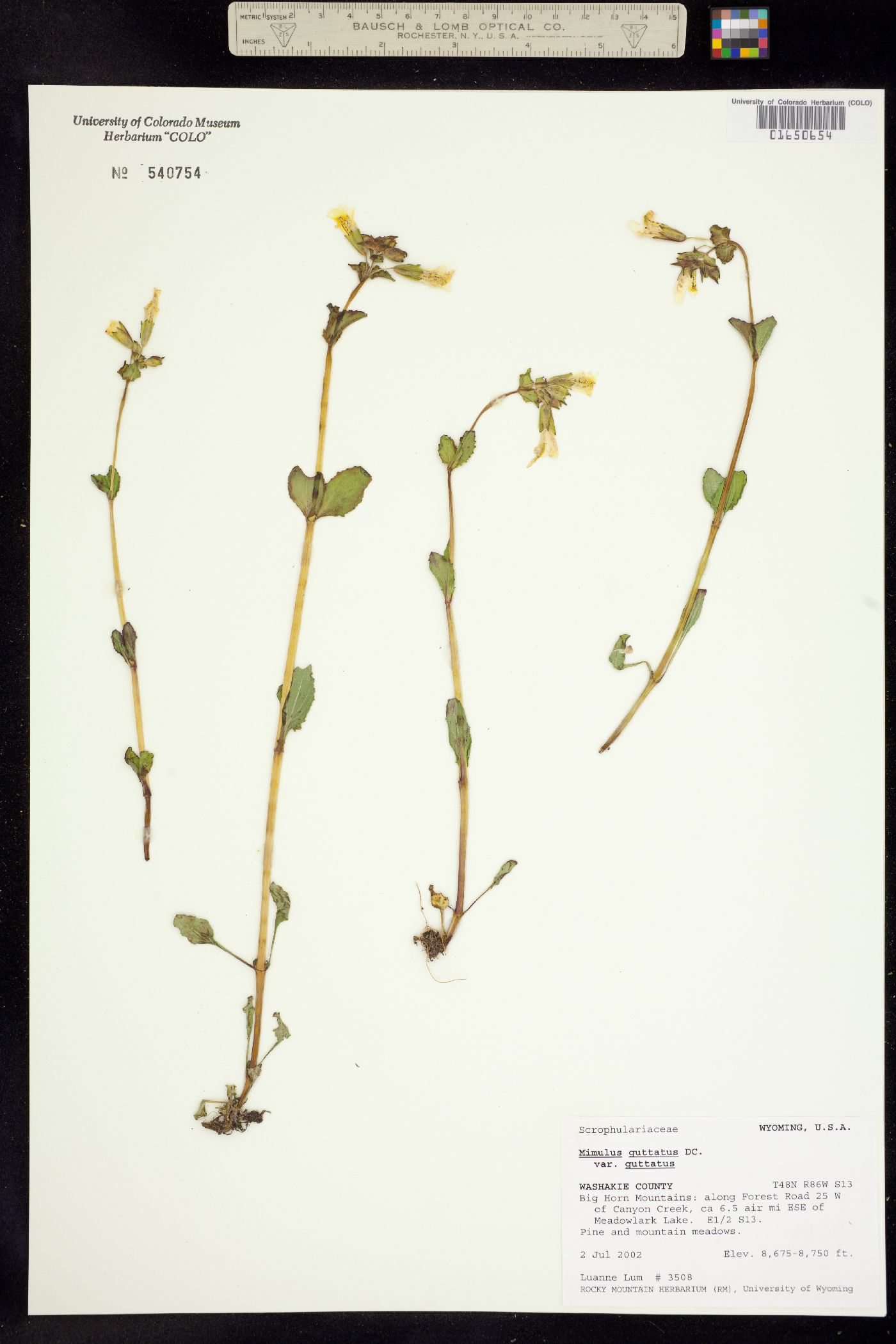 Mimulus guttatus image