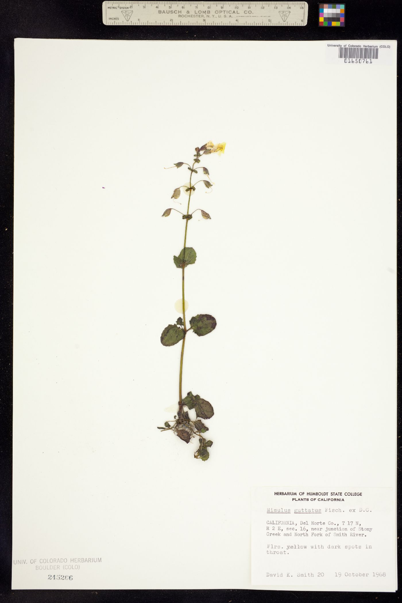 Mimulus image