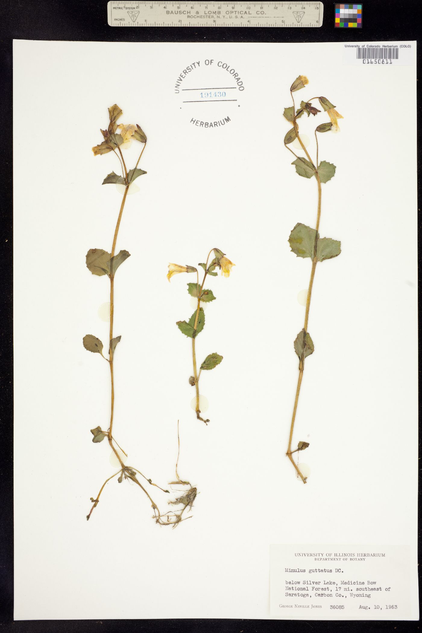 Mimulus guttatus image