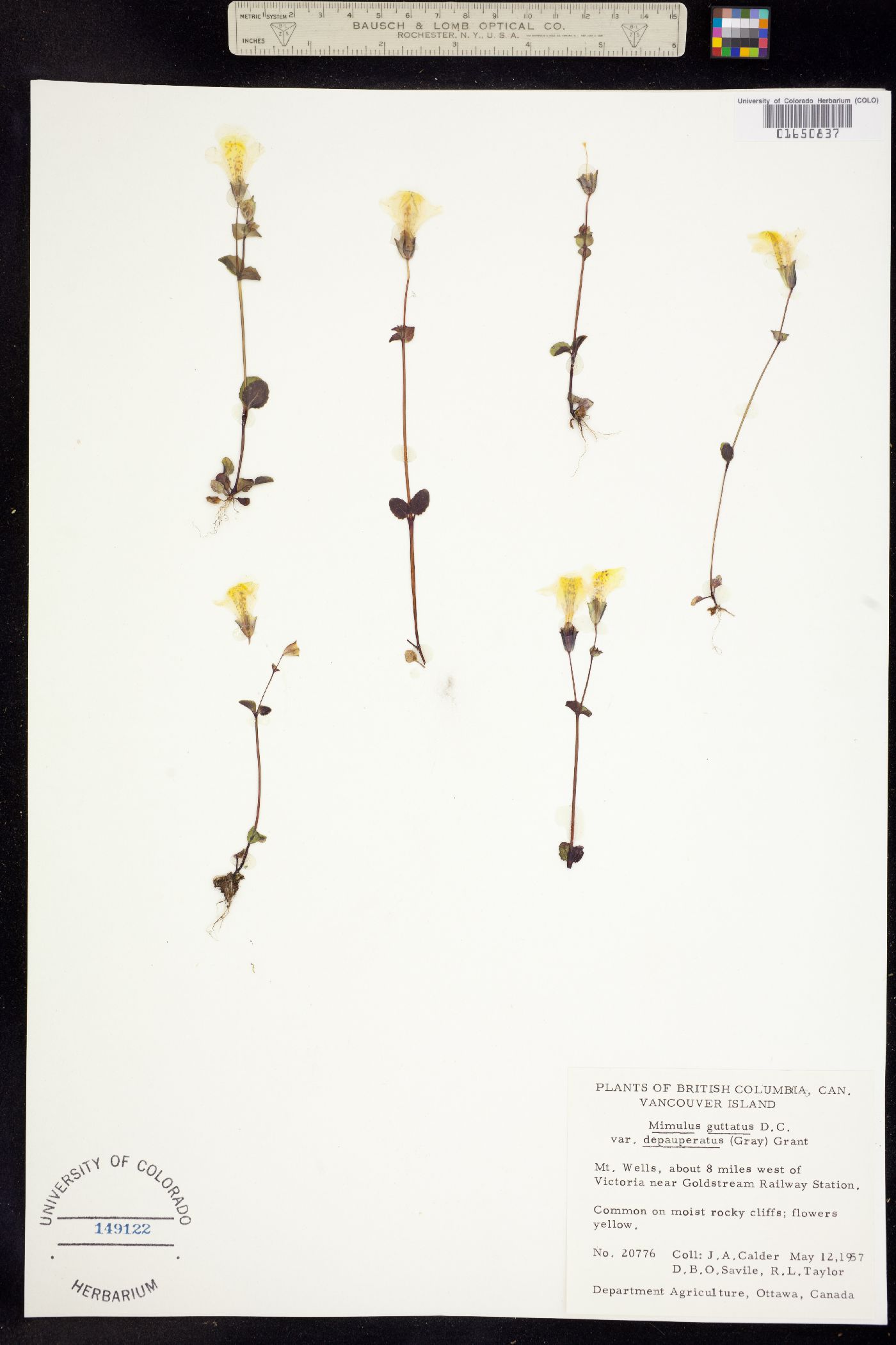 Mimulus guttatus image