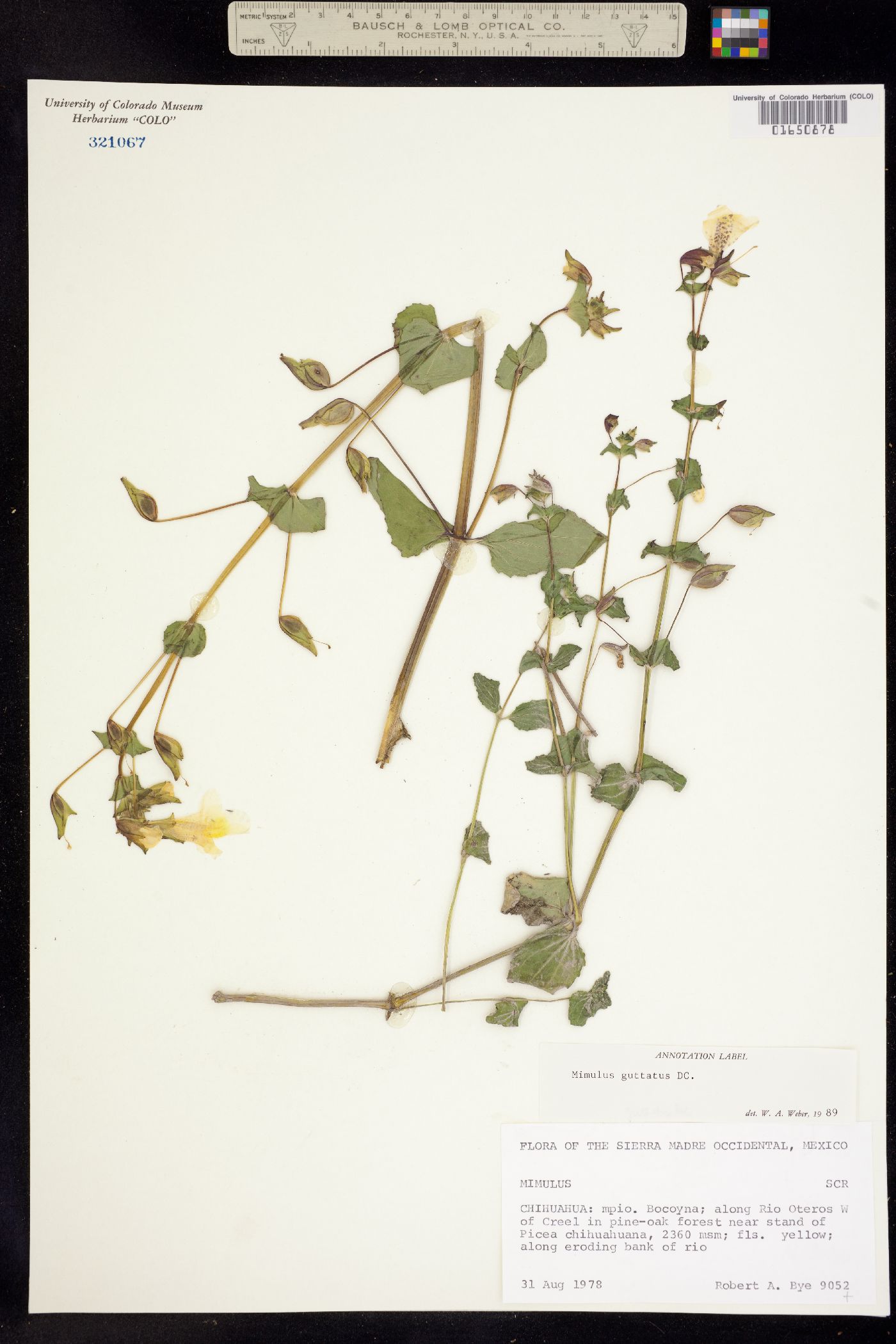 Mimulus guttatus image