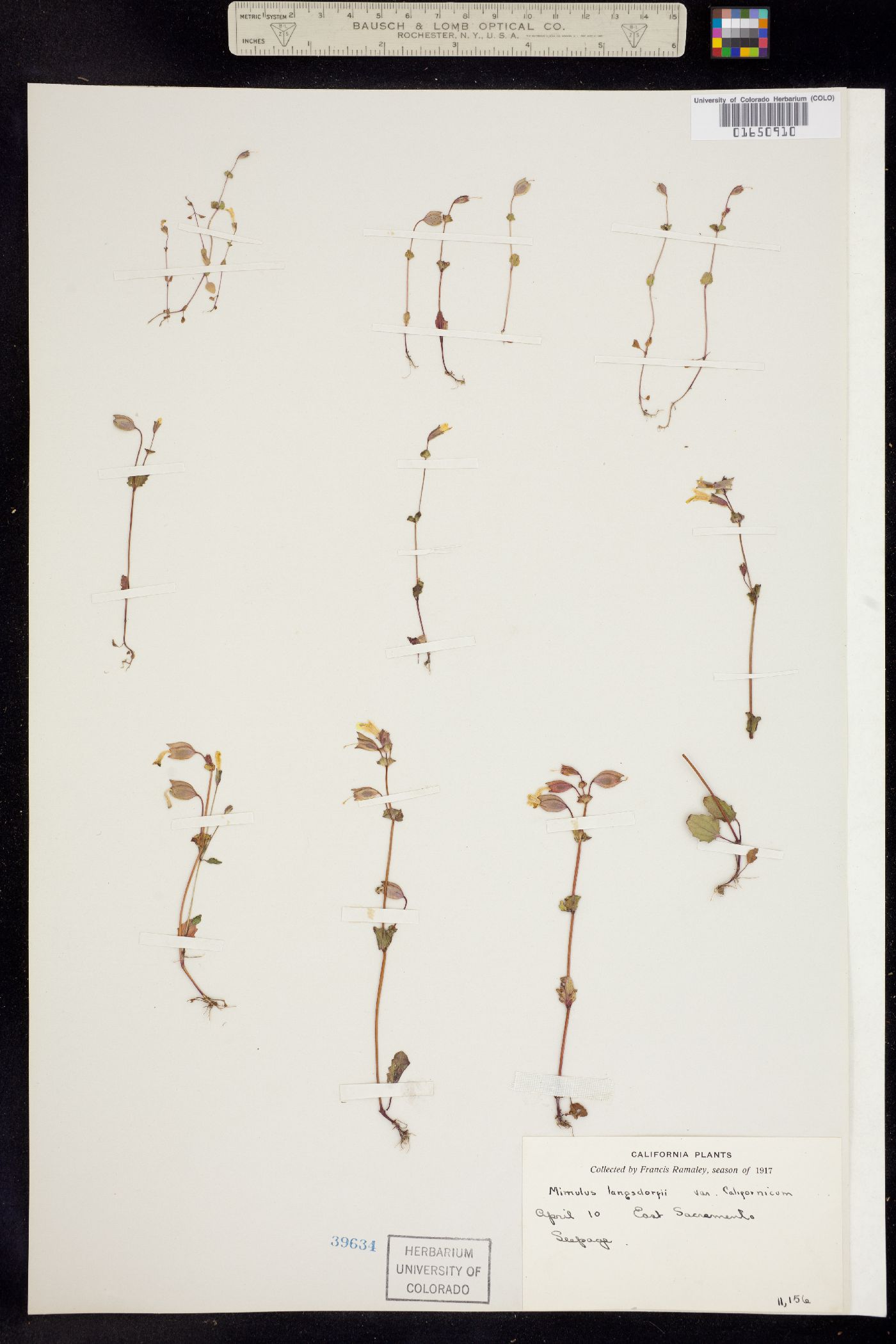 Mimulus guttatus image