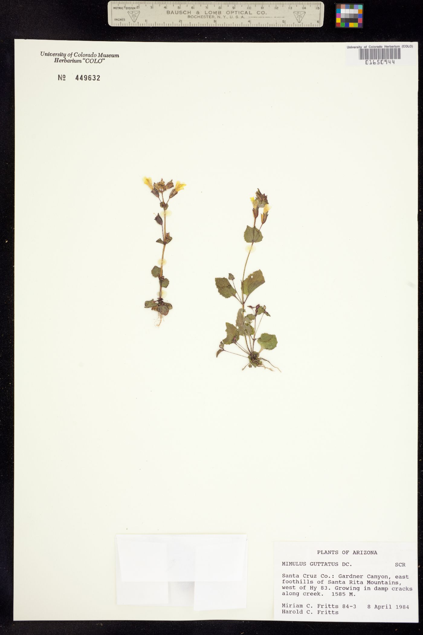 Mimulus guttatus image