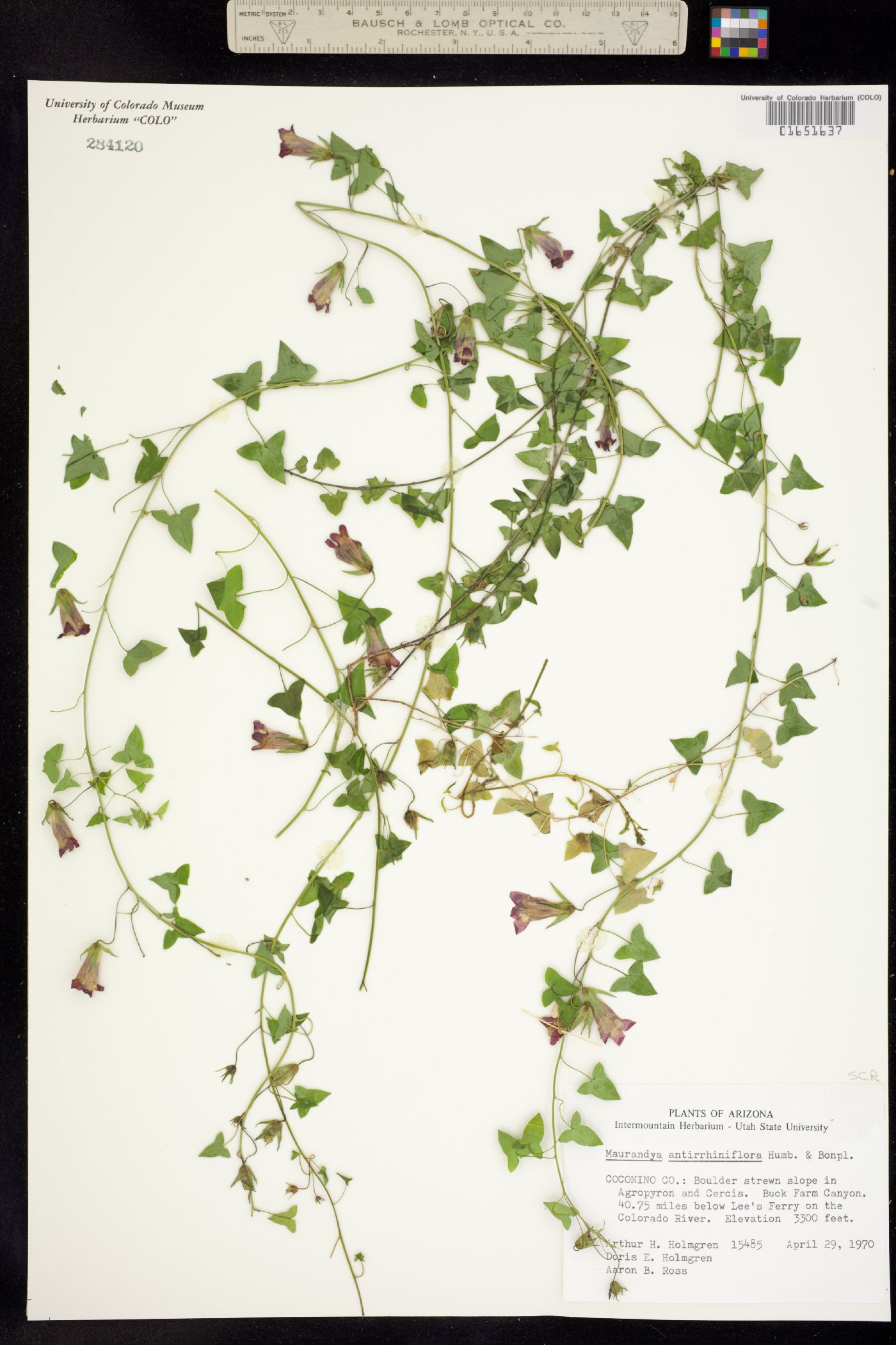 Maurandella antirrhiniflora image