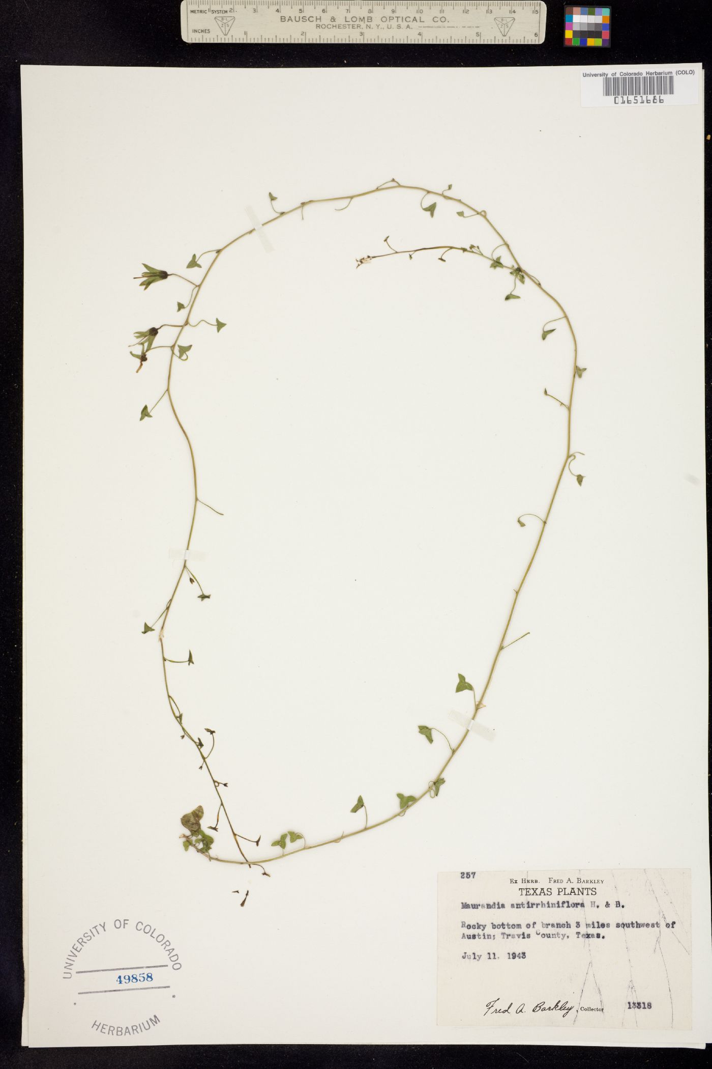 Maurandella antirrhiniflora image