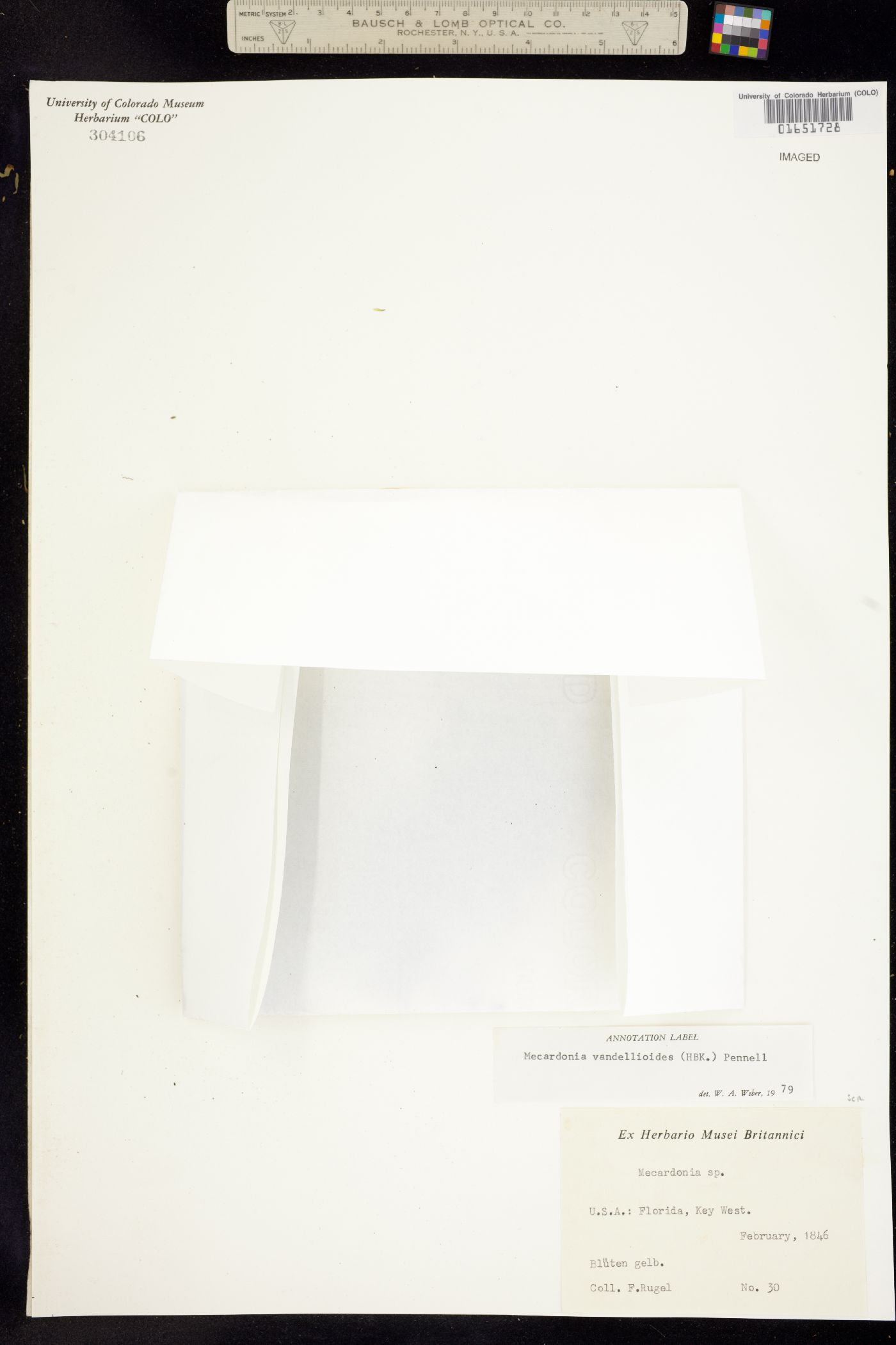 Mecardonia procumbens image