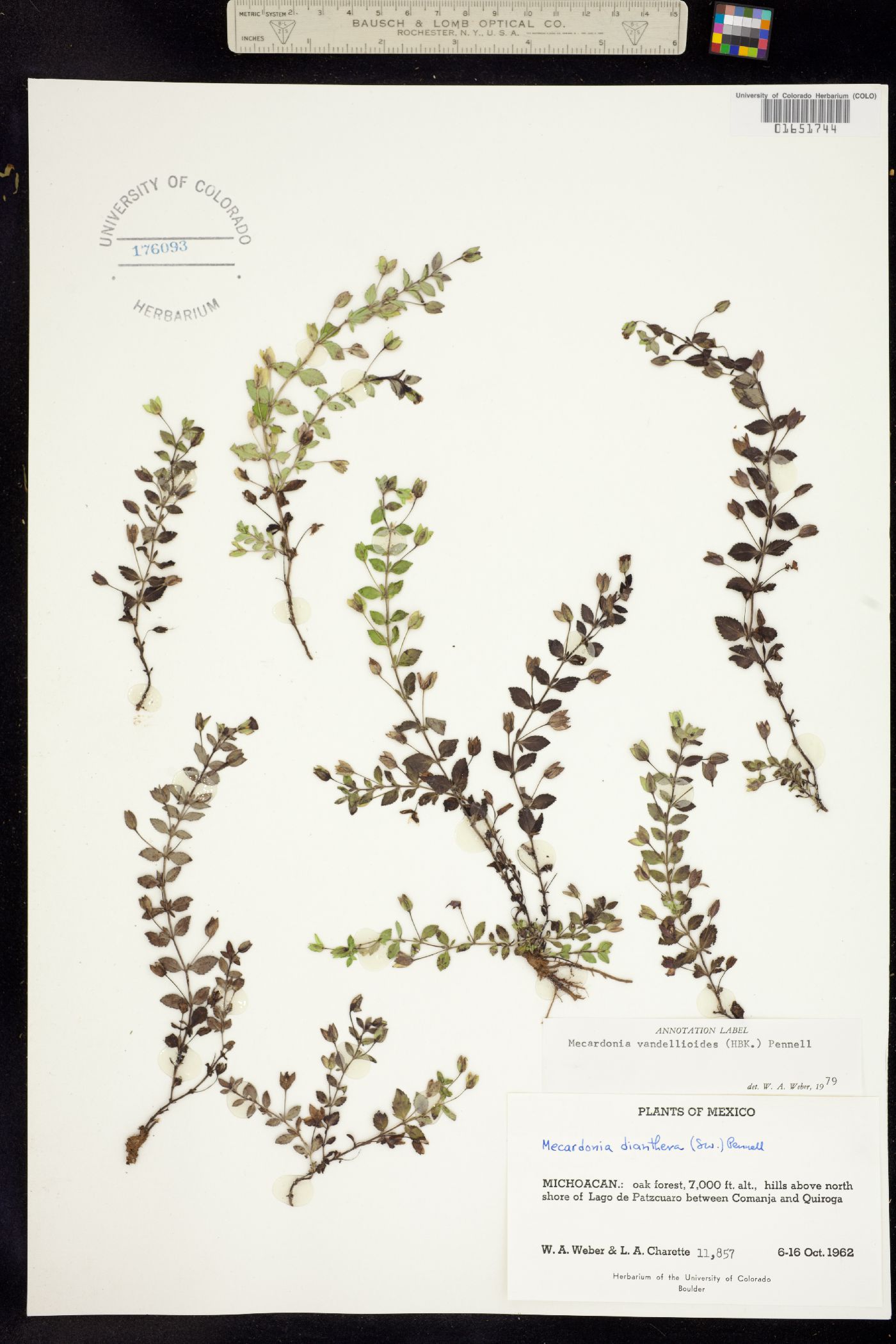 Mecardonia procumbens image