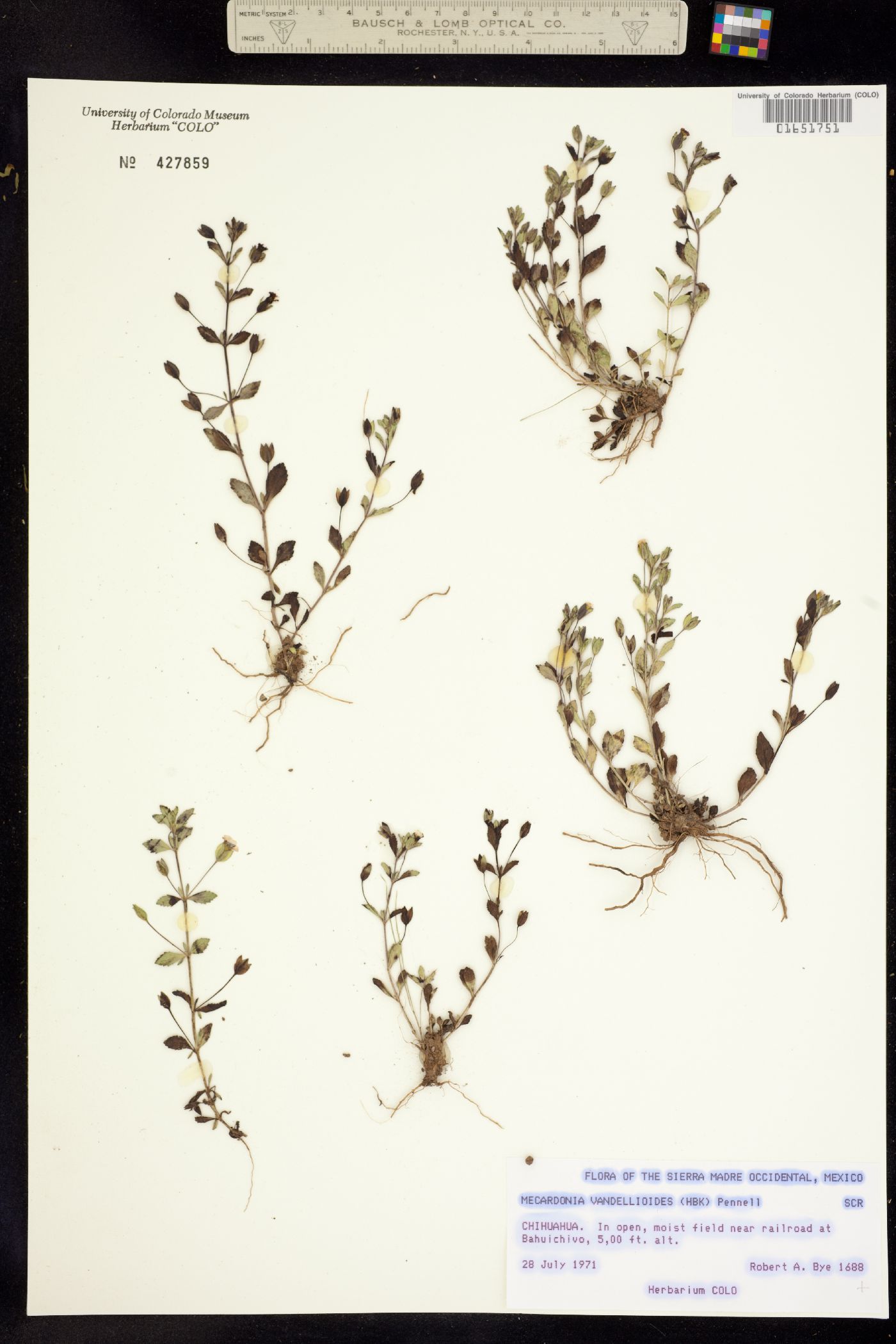 Mecardonia procumbens image