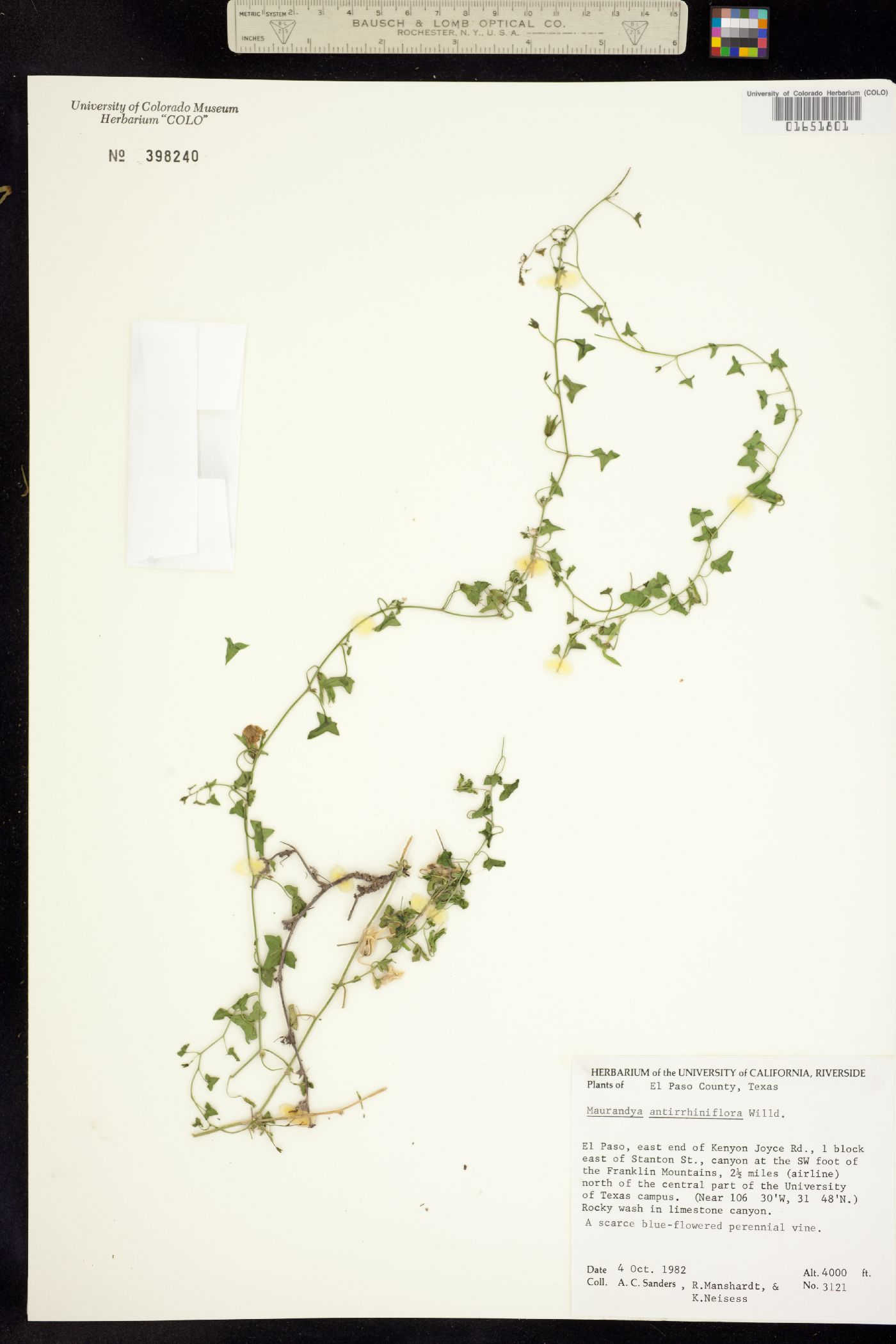 Maurandella antirrhiniflora image