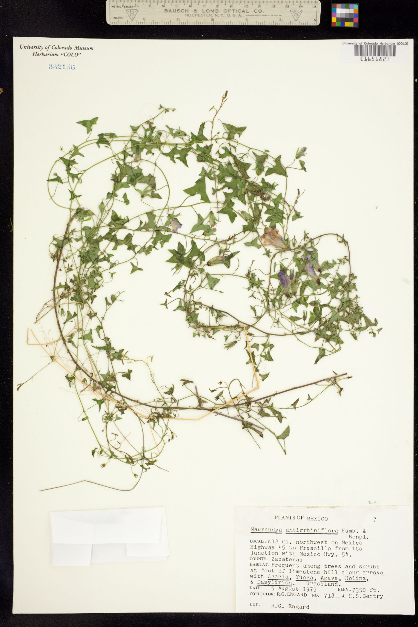 Maurandella antirrhiniflora image