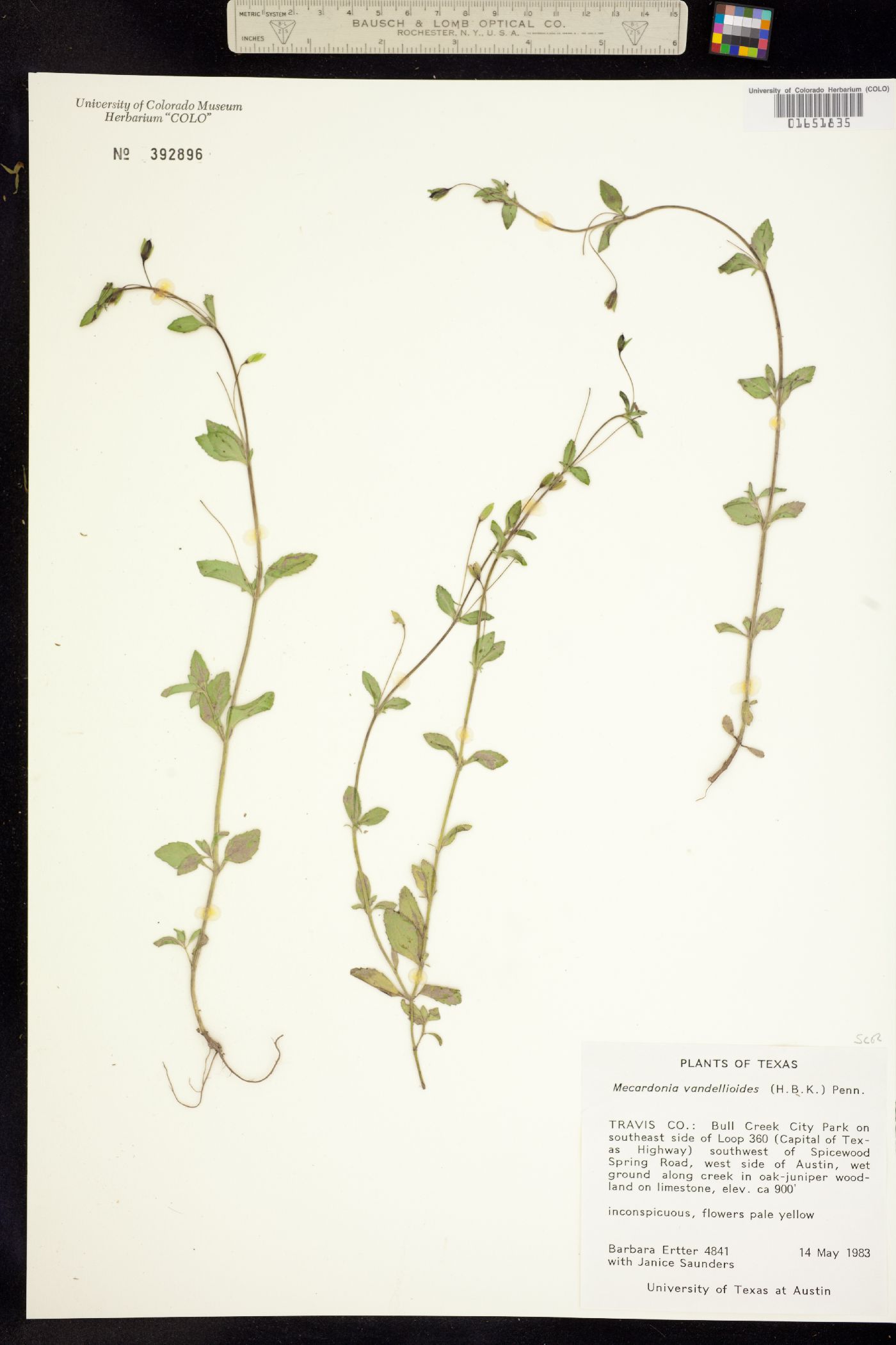 Mecardonia procumbens image