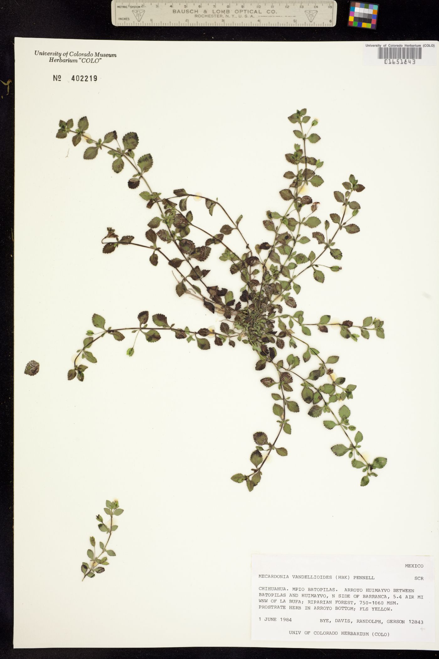 Mecardonia procumbens image