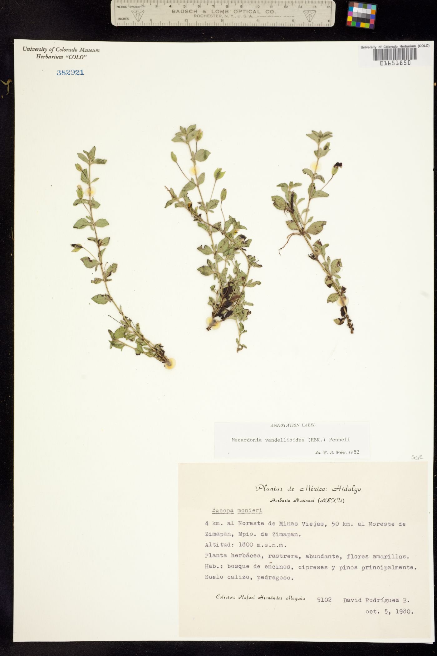 Mecardonia procumbens image