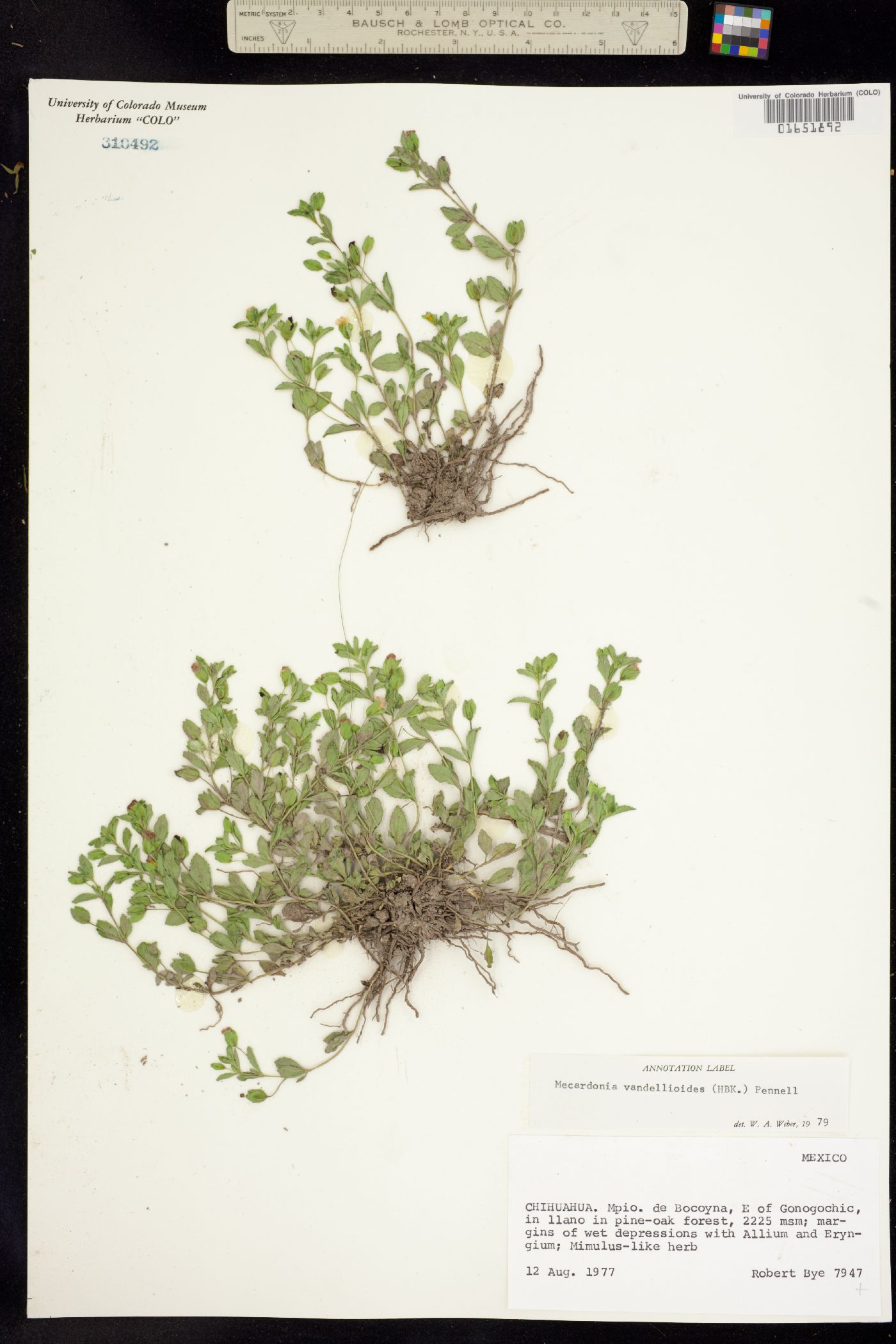 Mecardonia procumbens image