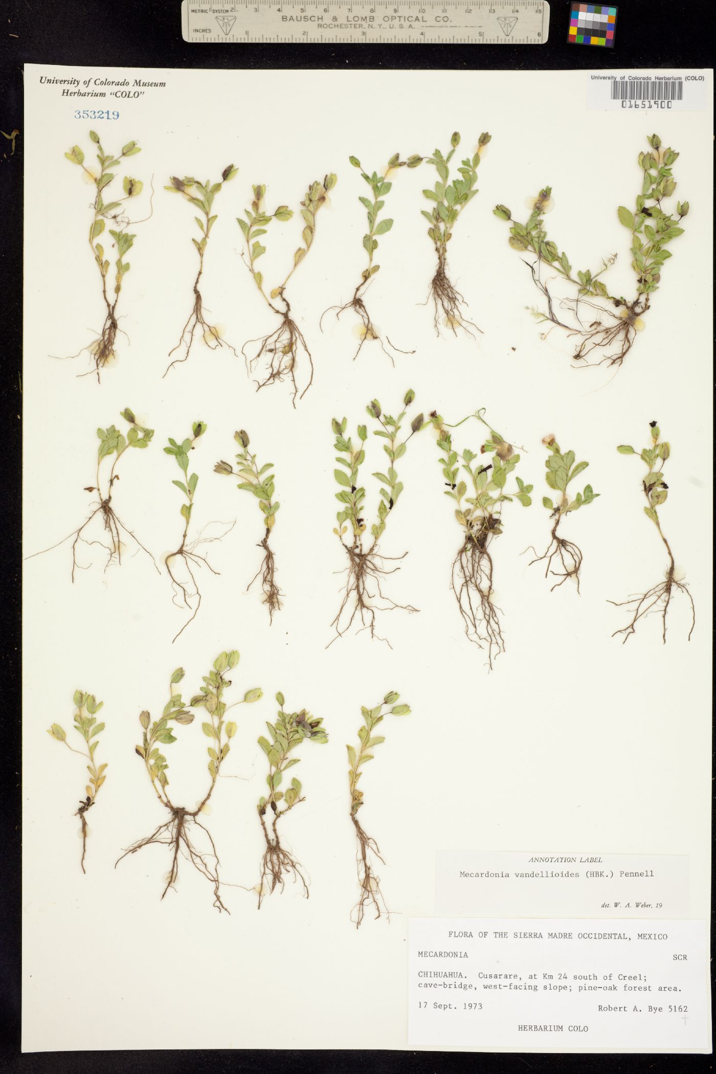 Mecardonia procumbens image