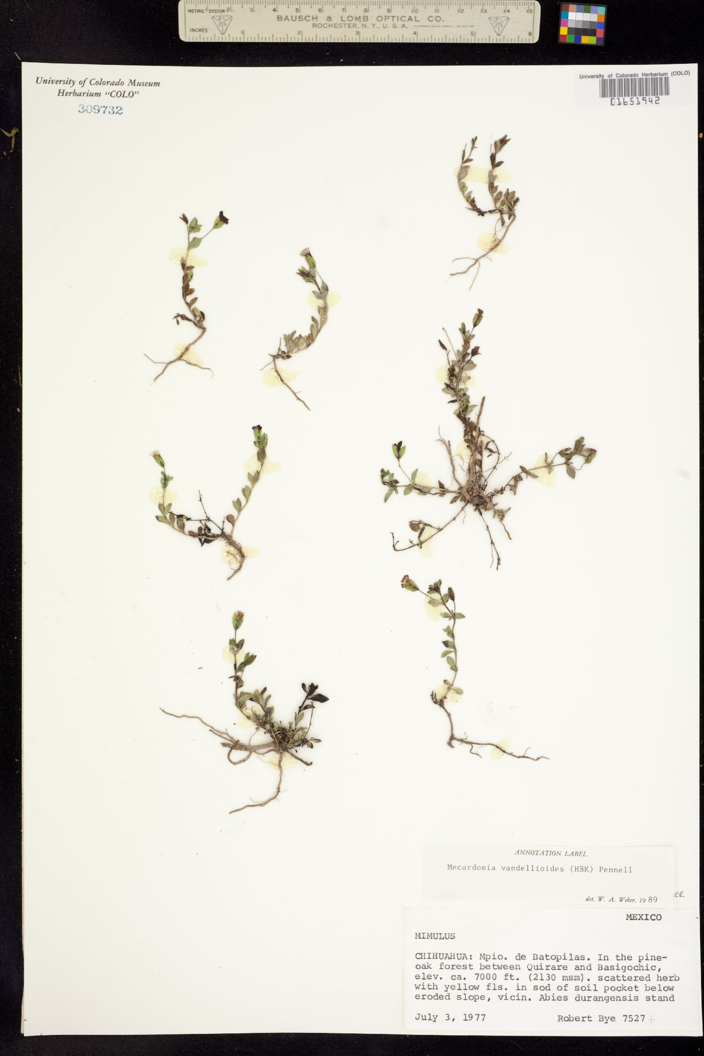 Mecardonia procumbens image