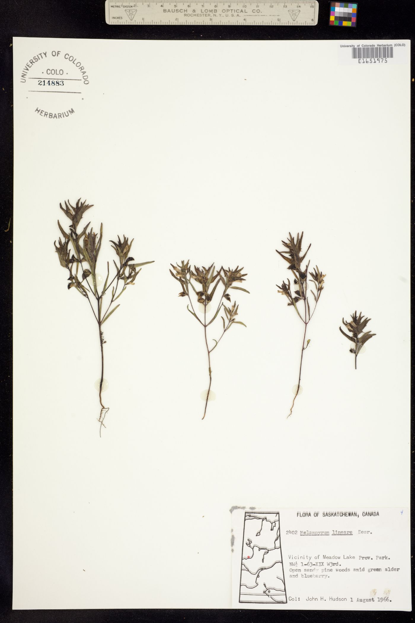 Melampyrum lineare image