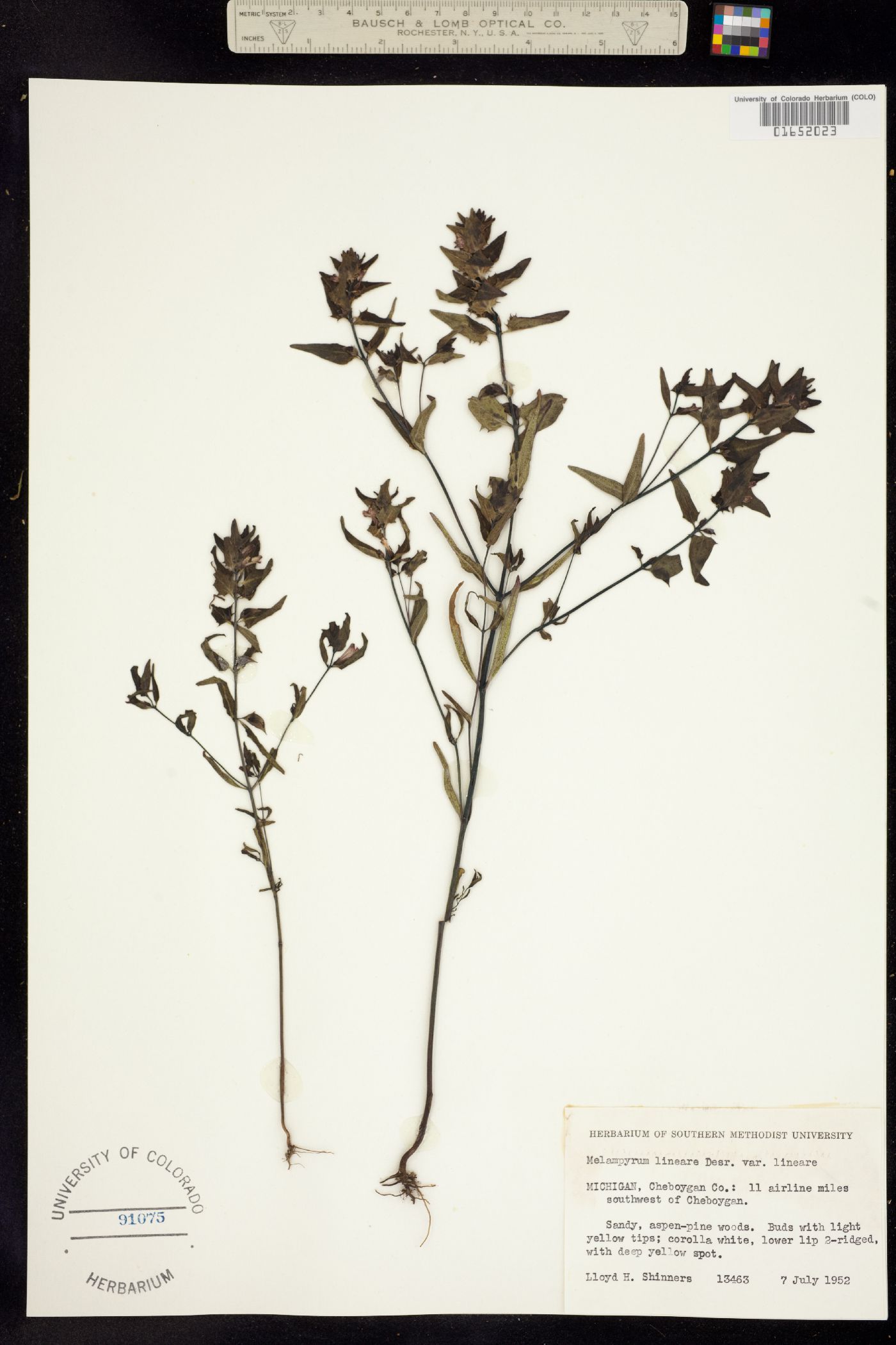 Melampyrum lineare image