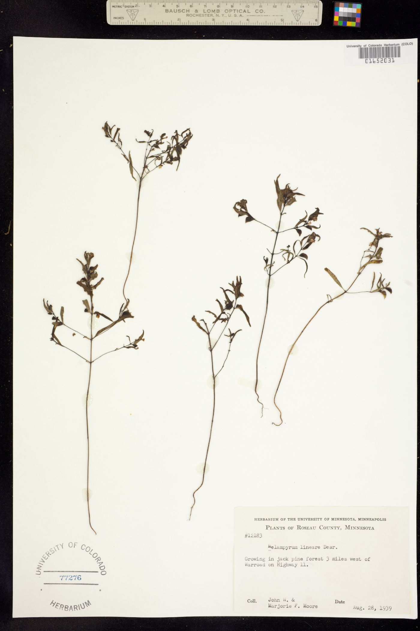 Melampyrum lineare image