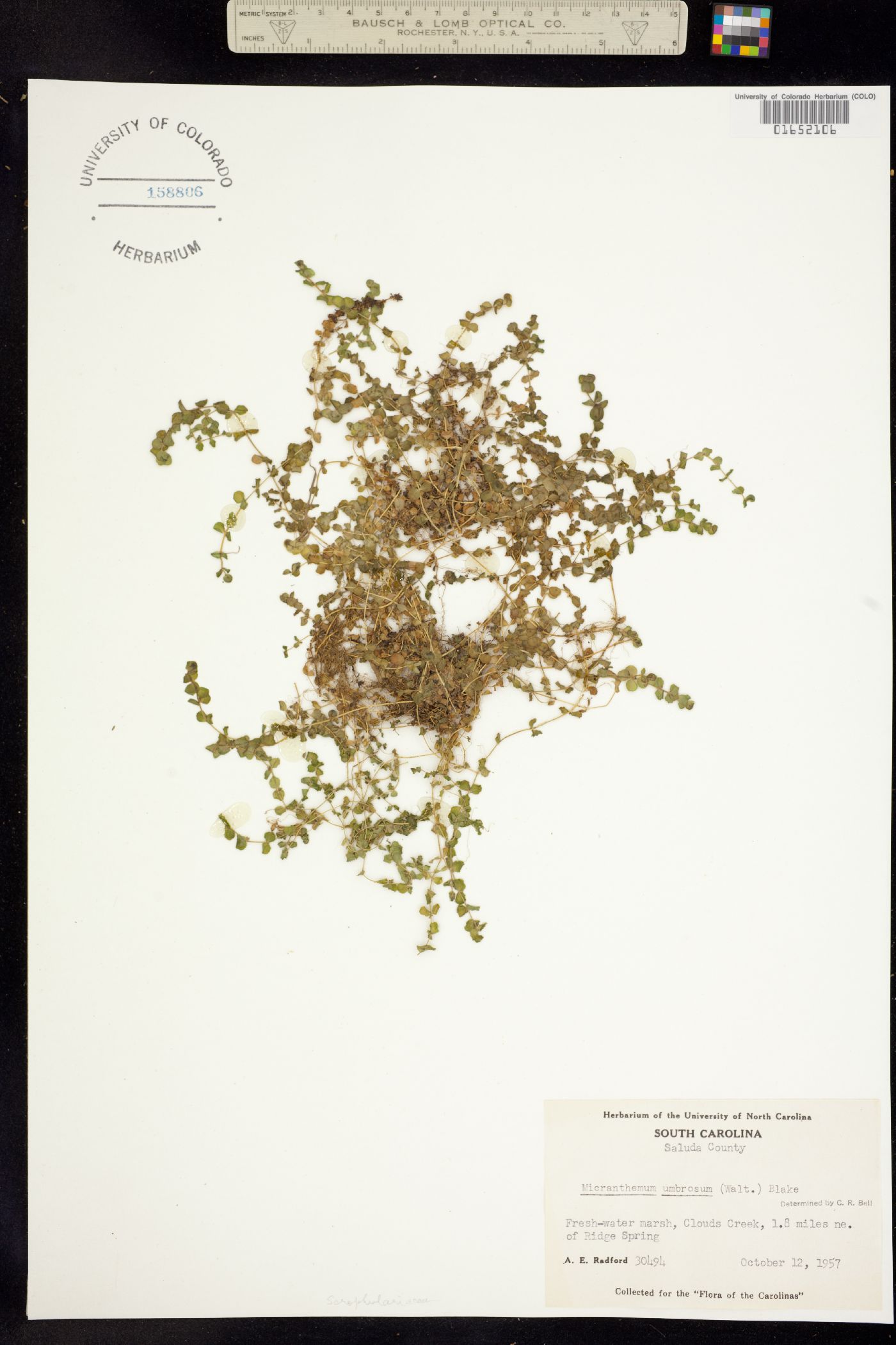 Micranthemum umbrosum image