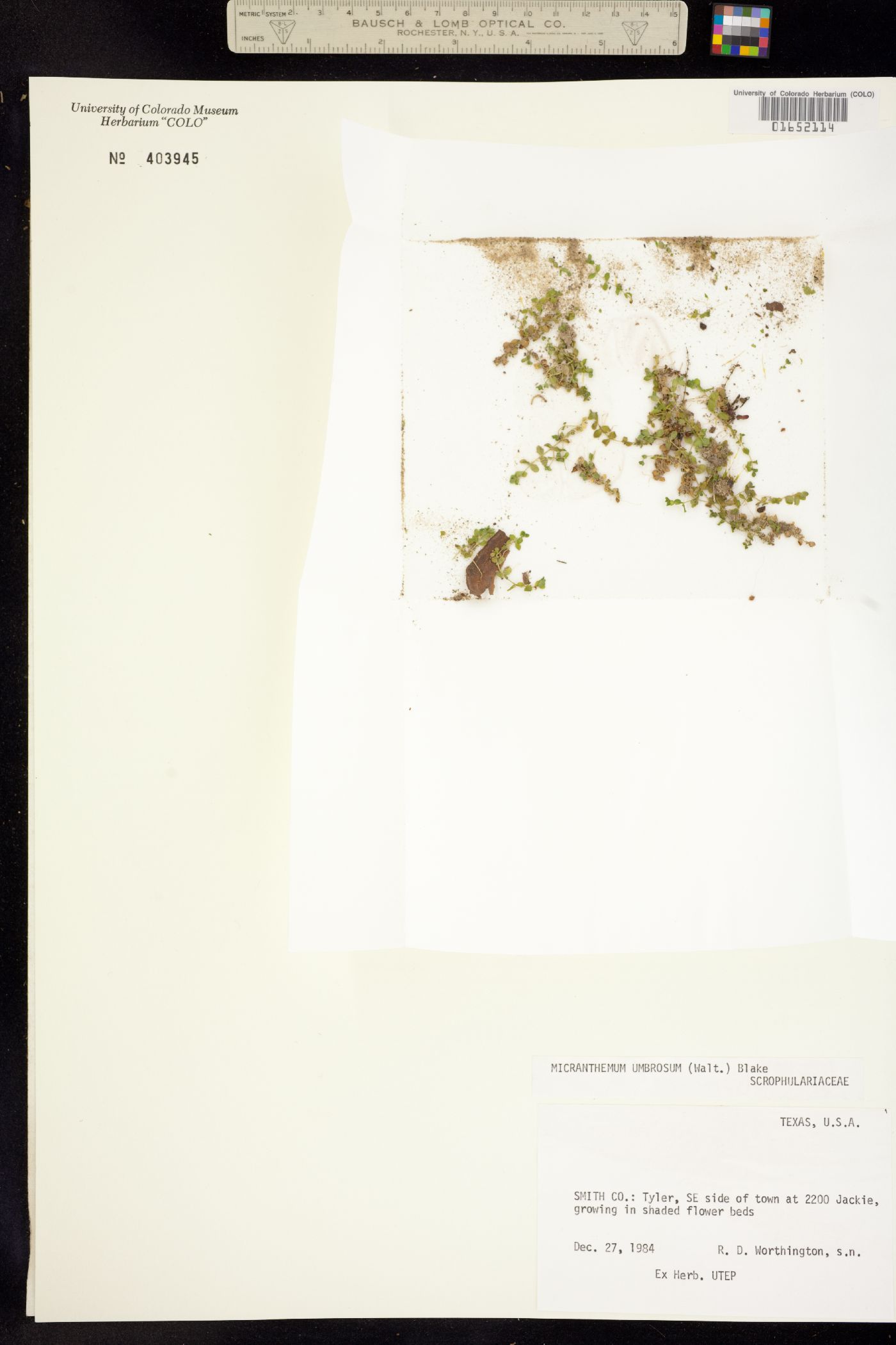 Micranthemum umbrosum image