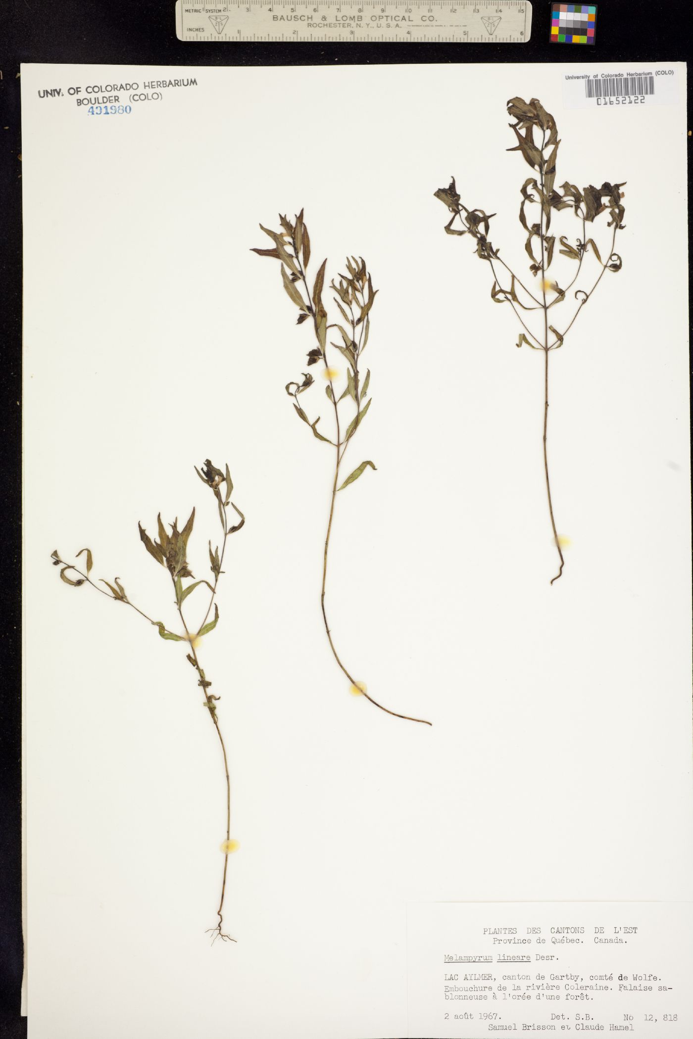 Melampyrum lineare image