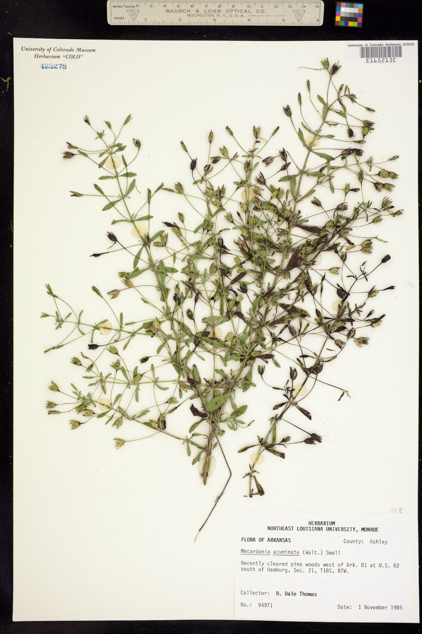 Mecardonia acuminata image