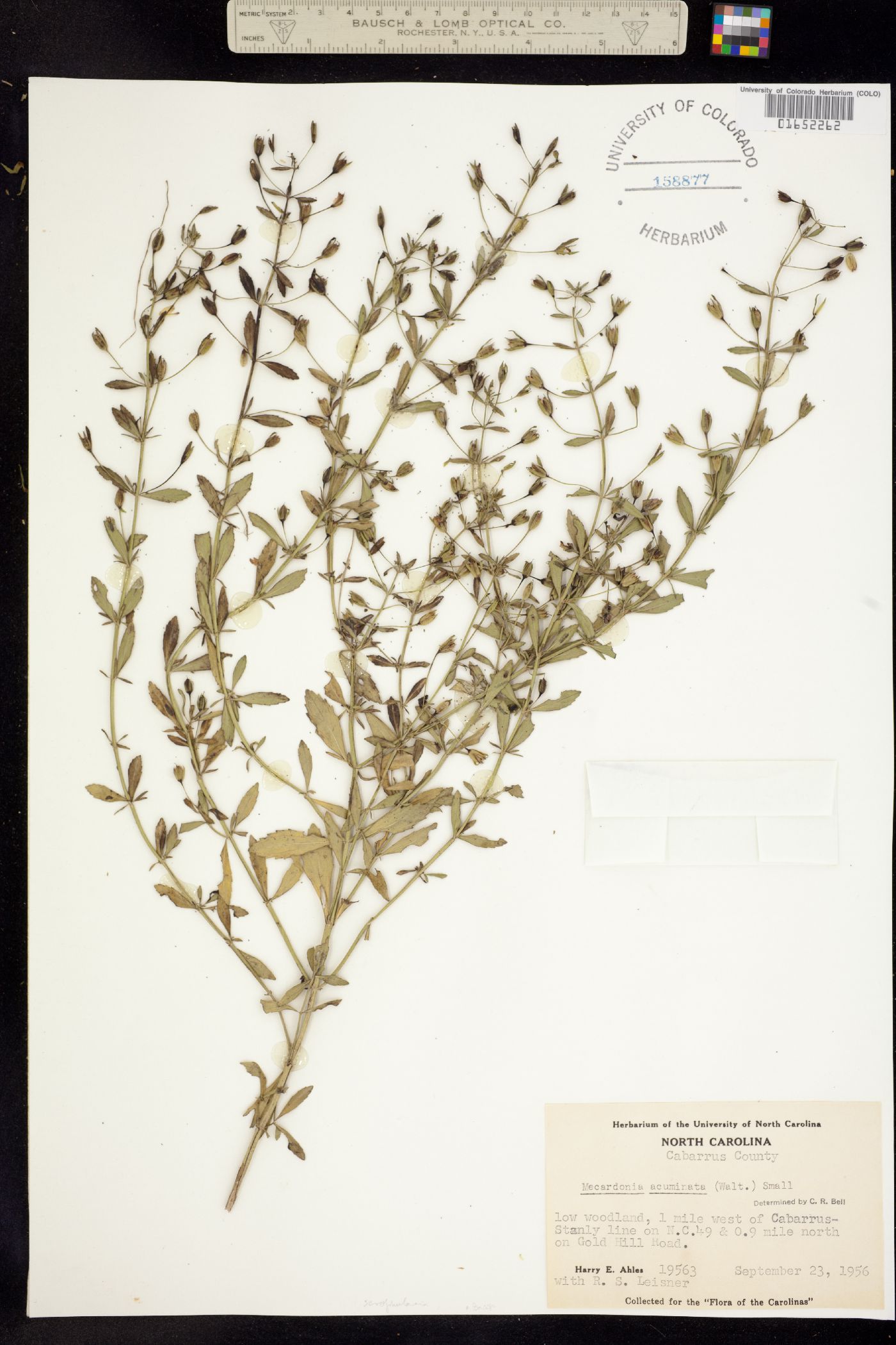 Mecardonia acuminata image