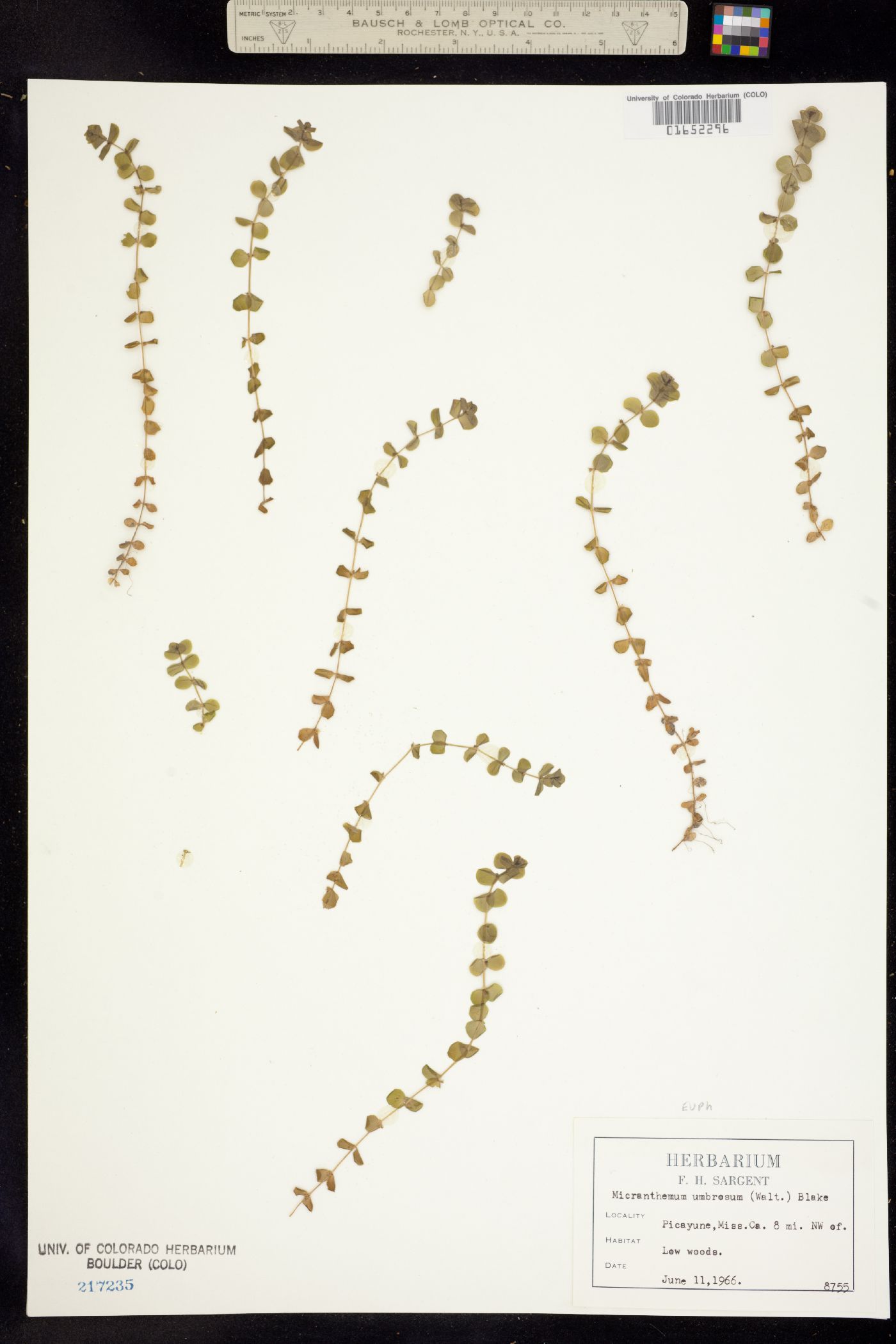 Micranthemum umbrosum image