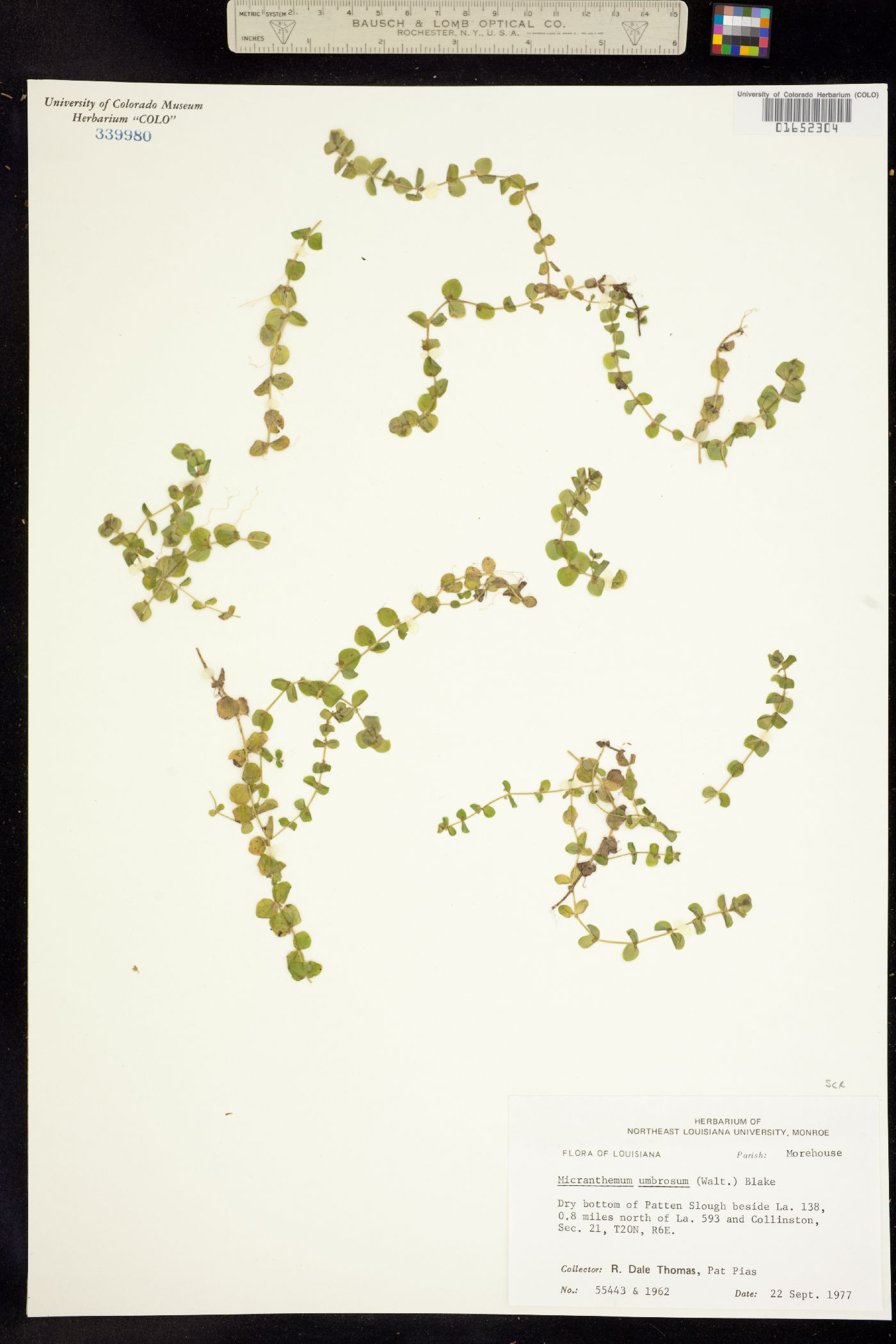 Micranthemum umbrosum image