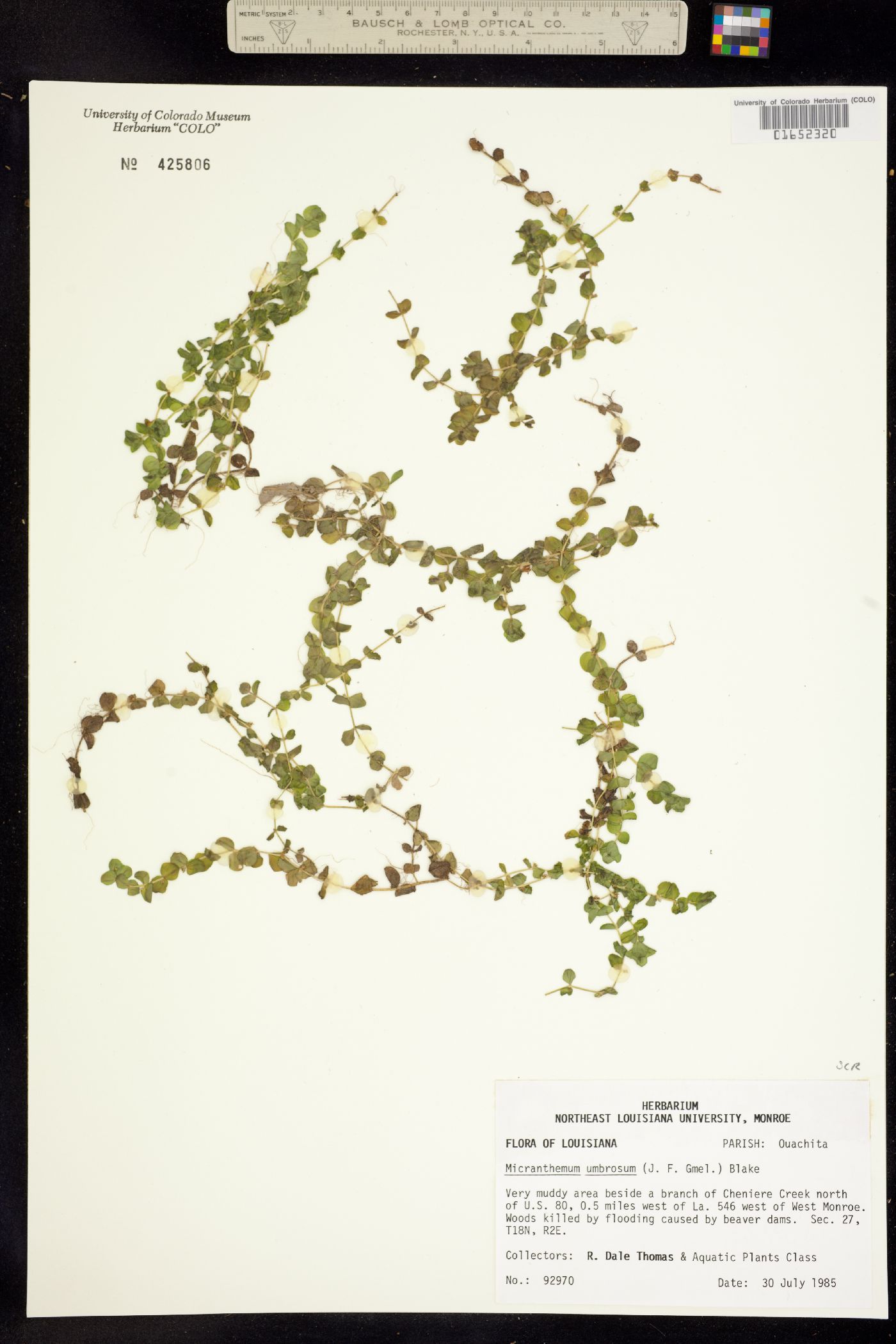 Micranthemum image