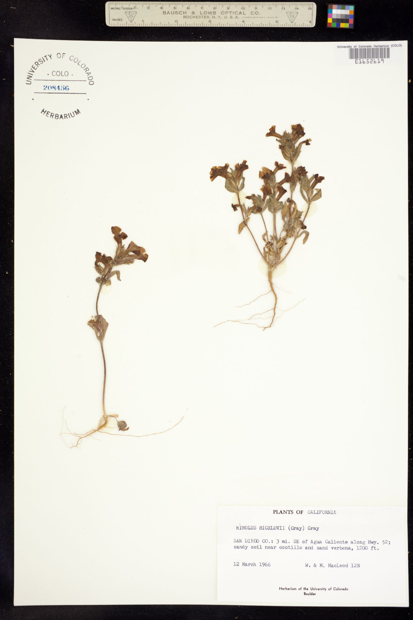 Mimulus bigelovii image