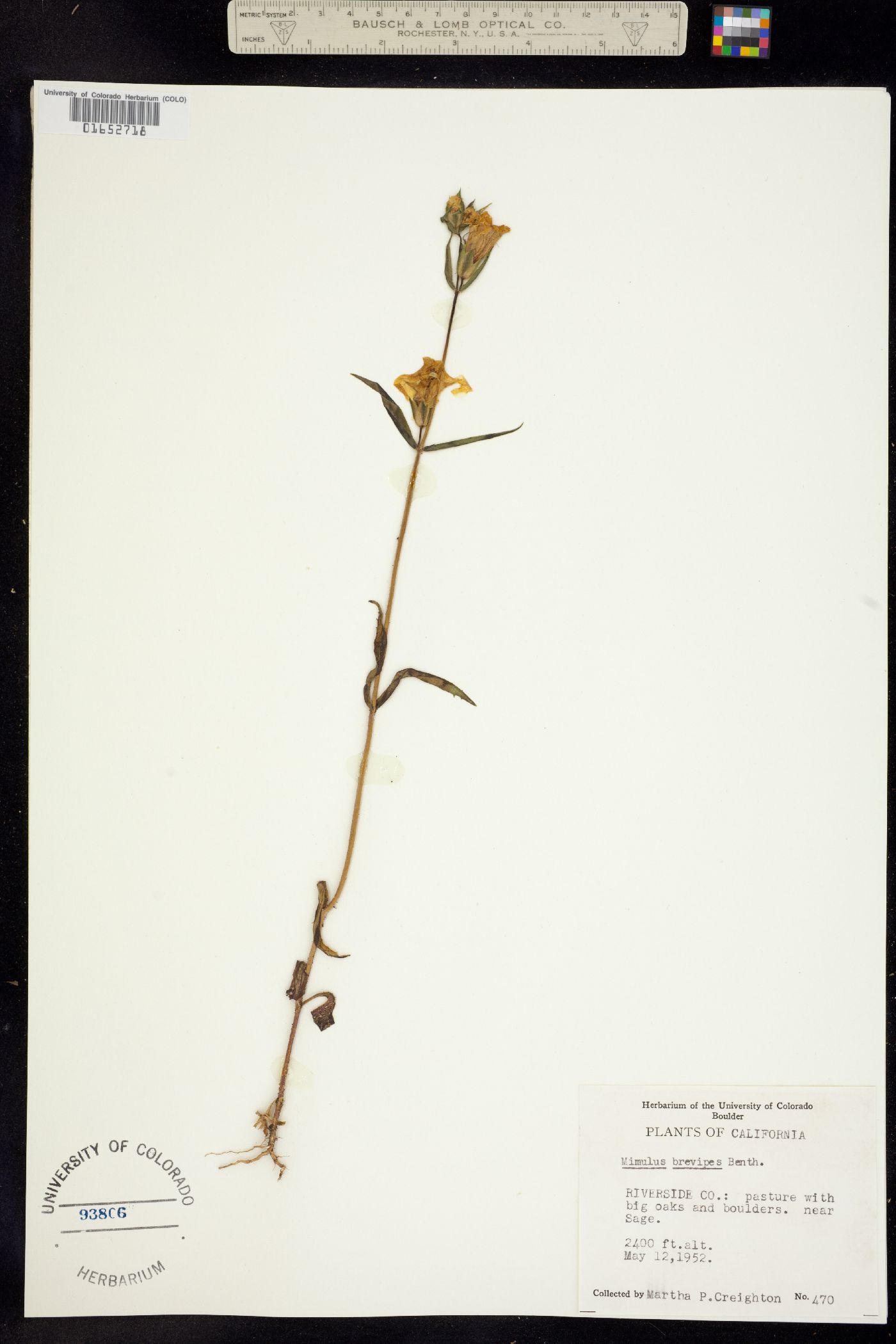 Mimulus brevipes image