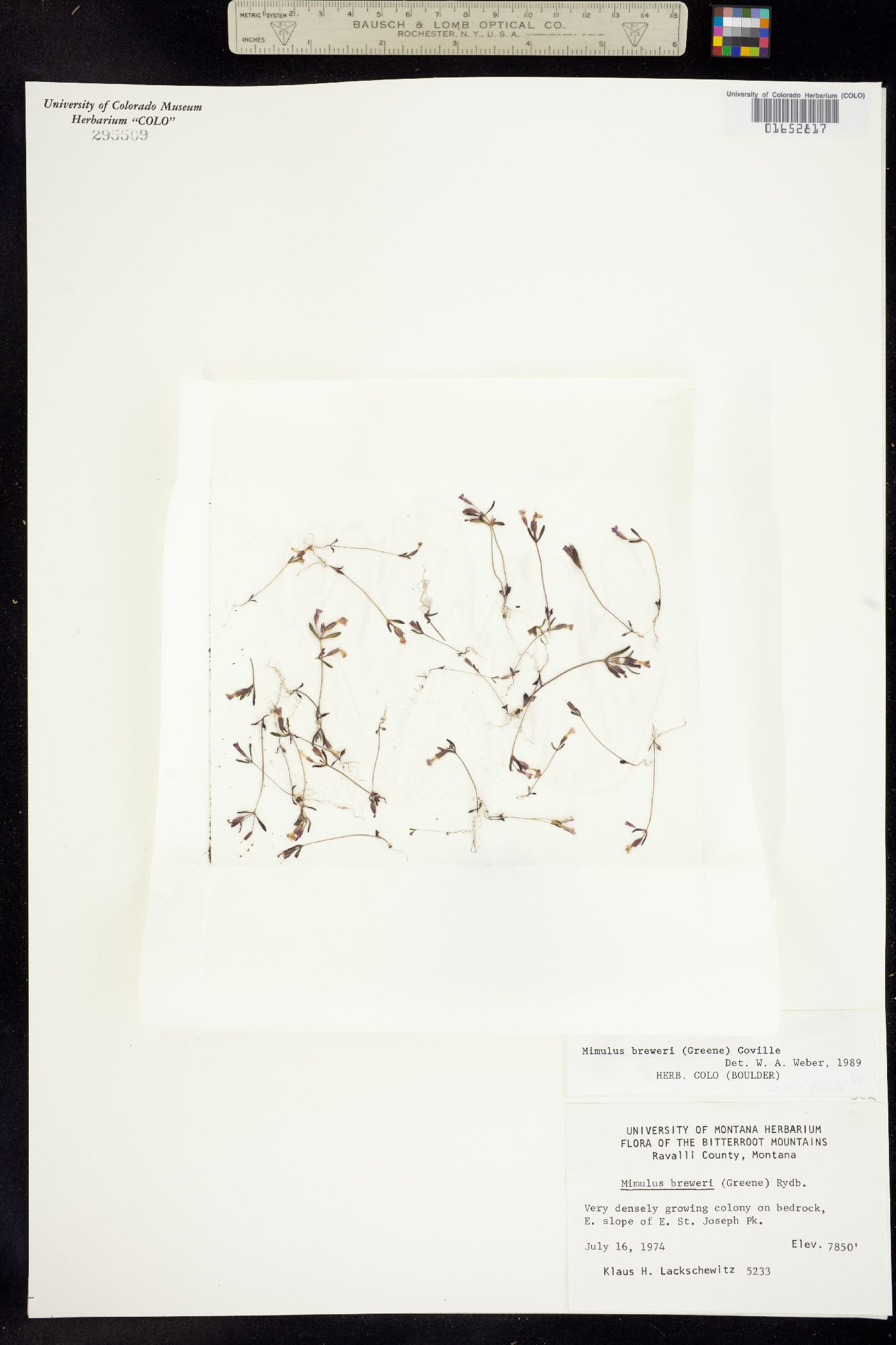 Mimulus breweri image