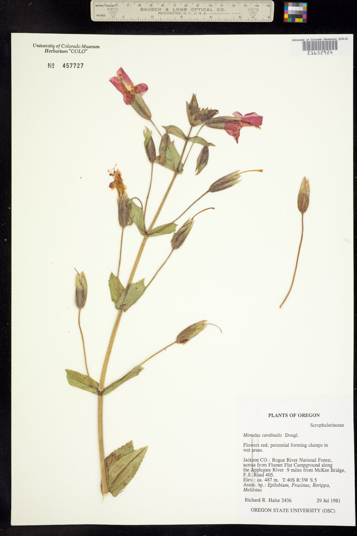 Mimulus cardinalis image