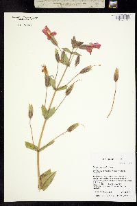 Erythranthe cardinalis image