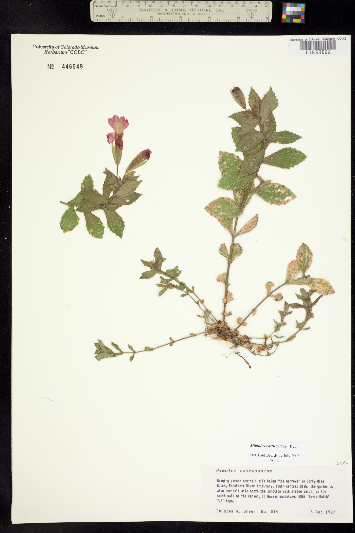 Mimulus image